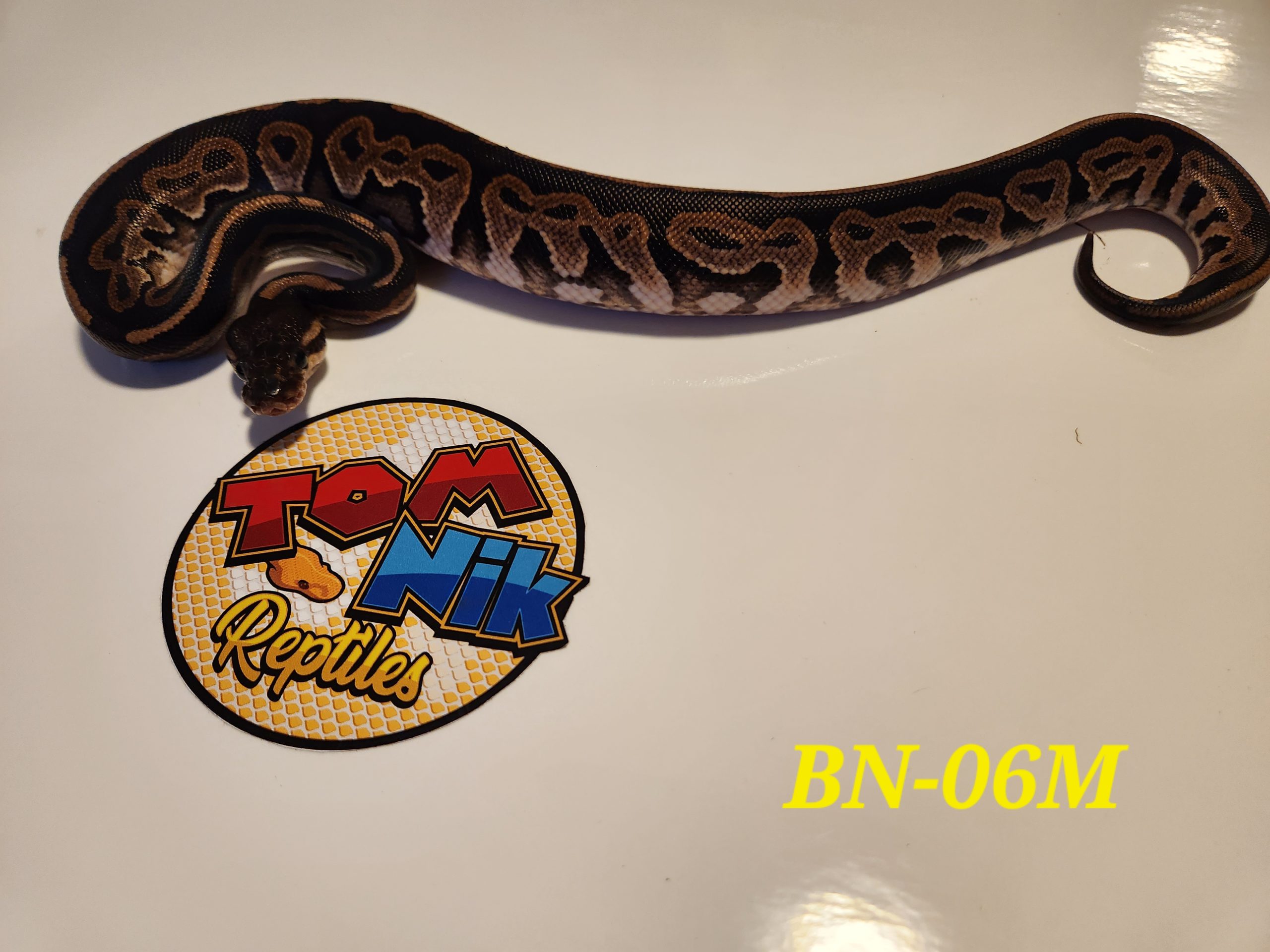 Cinnamon Asphalt Het Albino