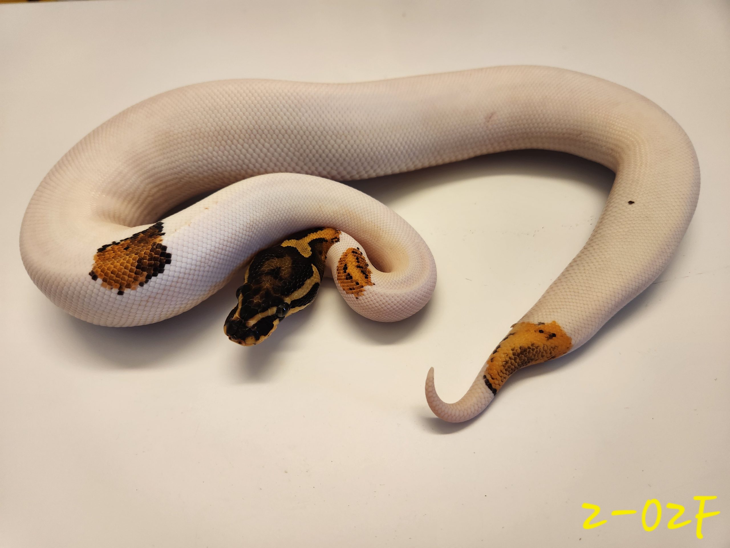 Yellowbelly Pied