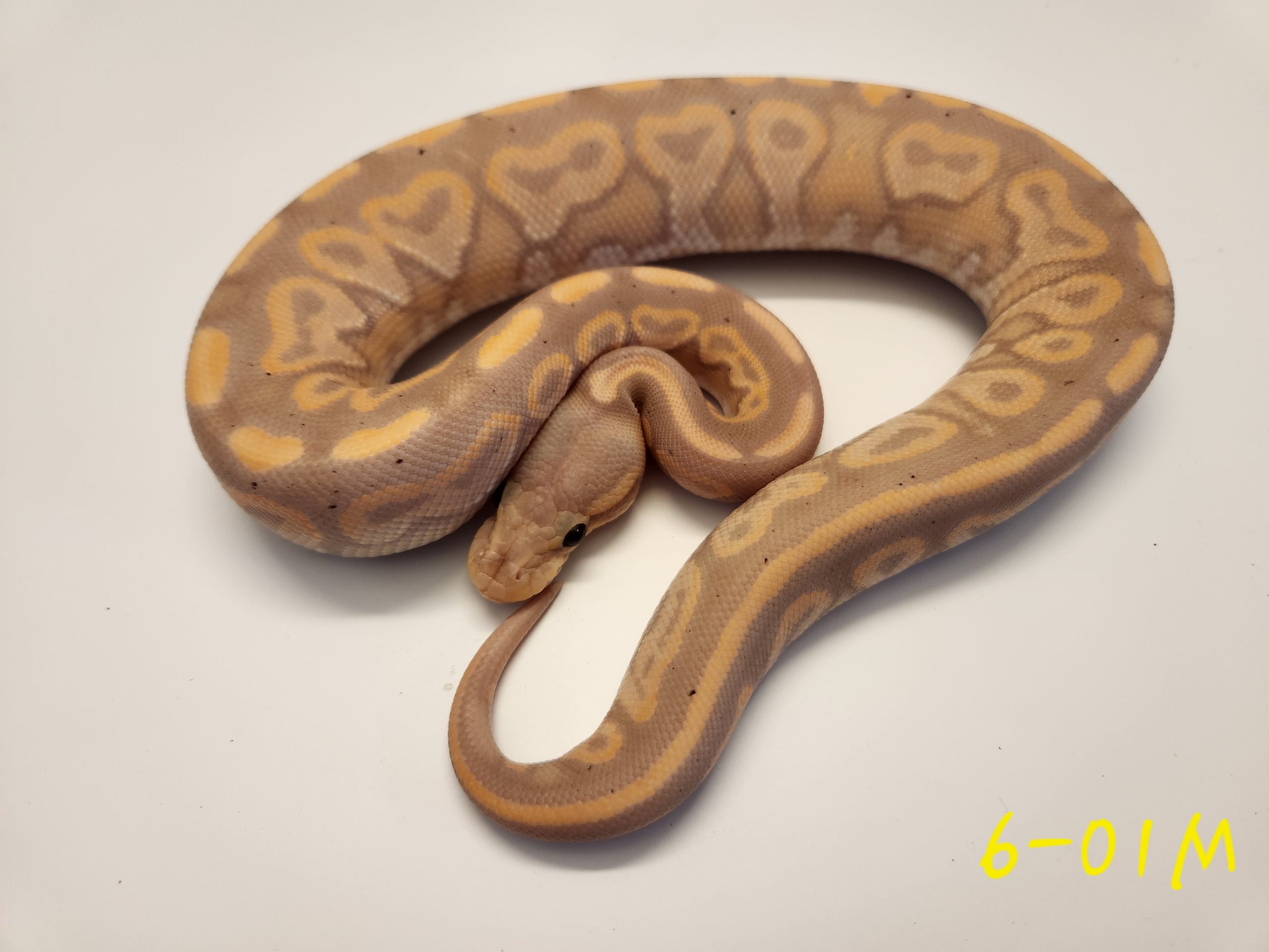 Banana Black Pastel