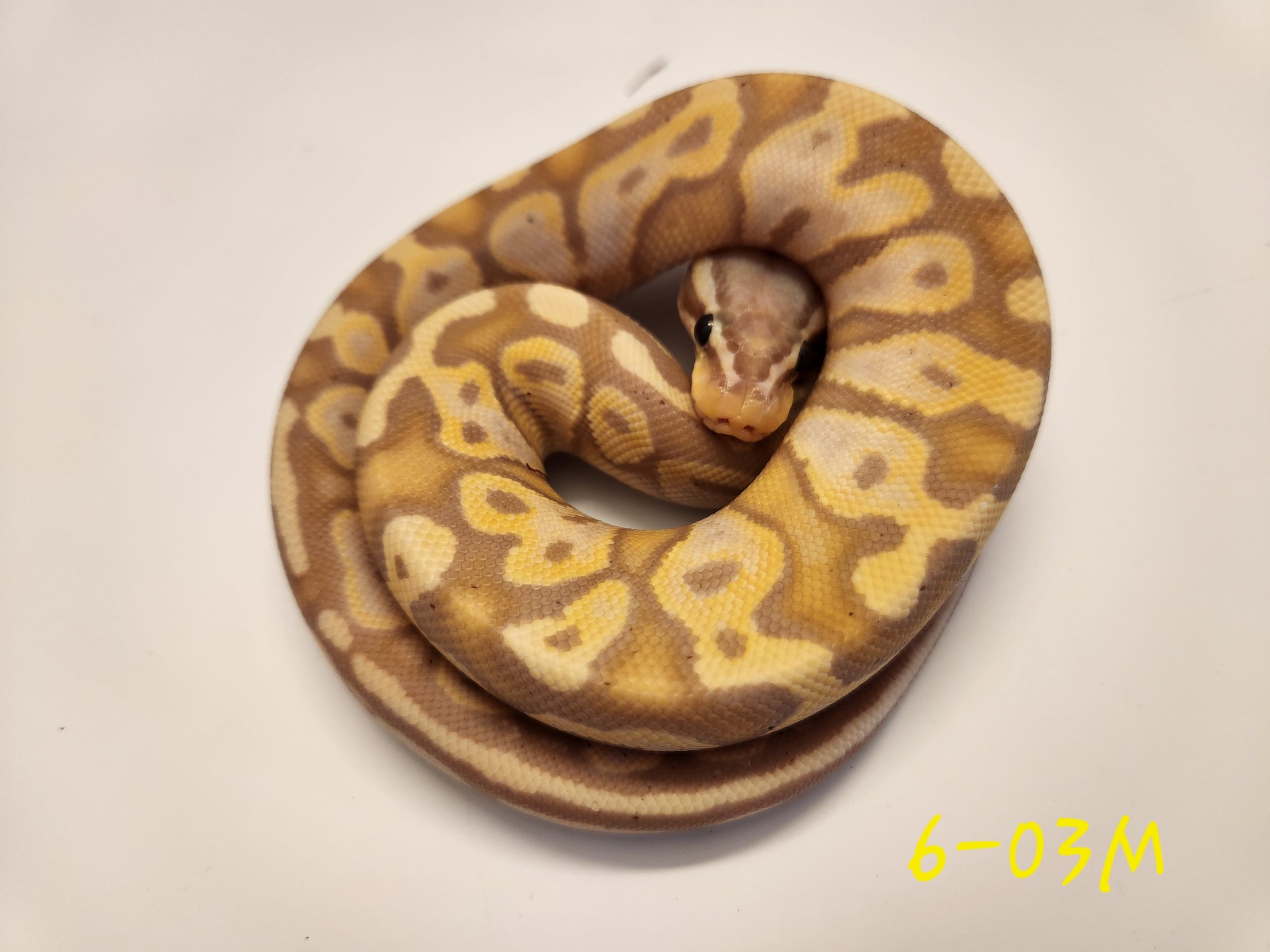 Banana Pastel Yellowbelly