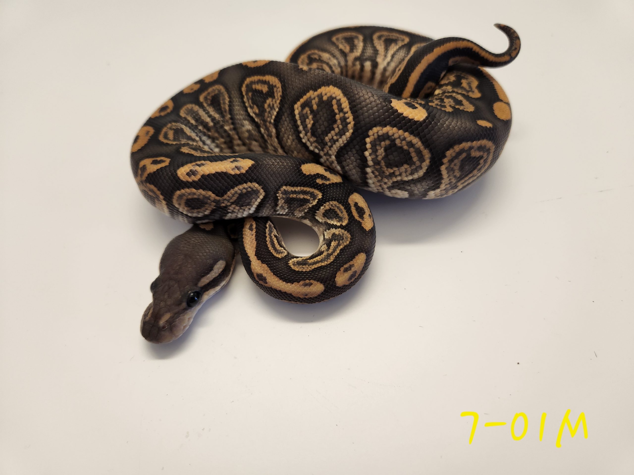 Black Pastel Hypo 66% Het Pied