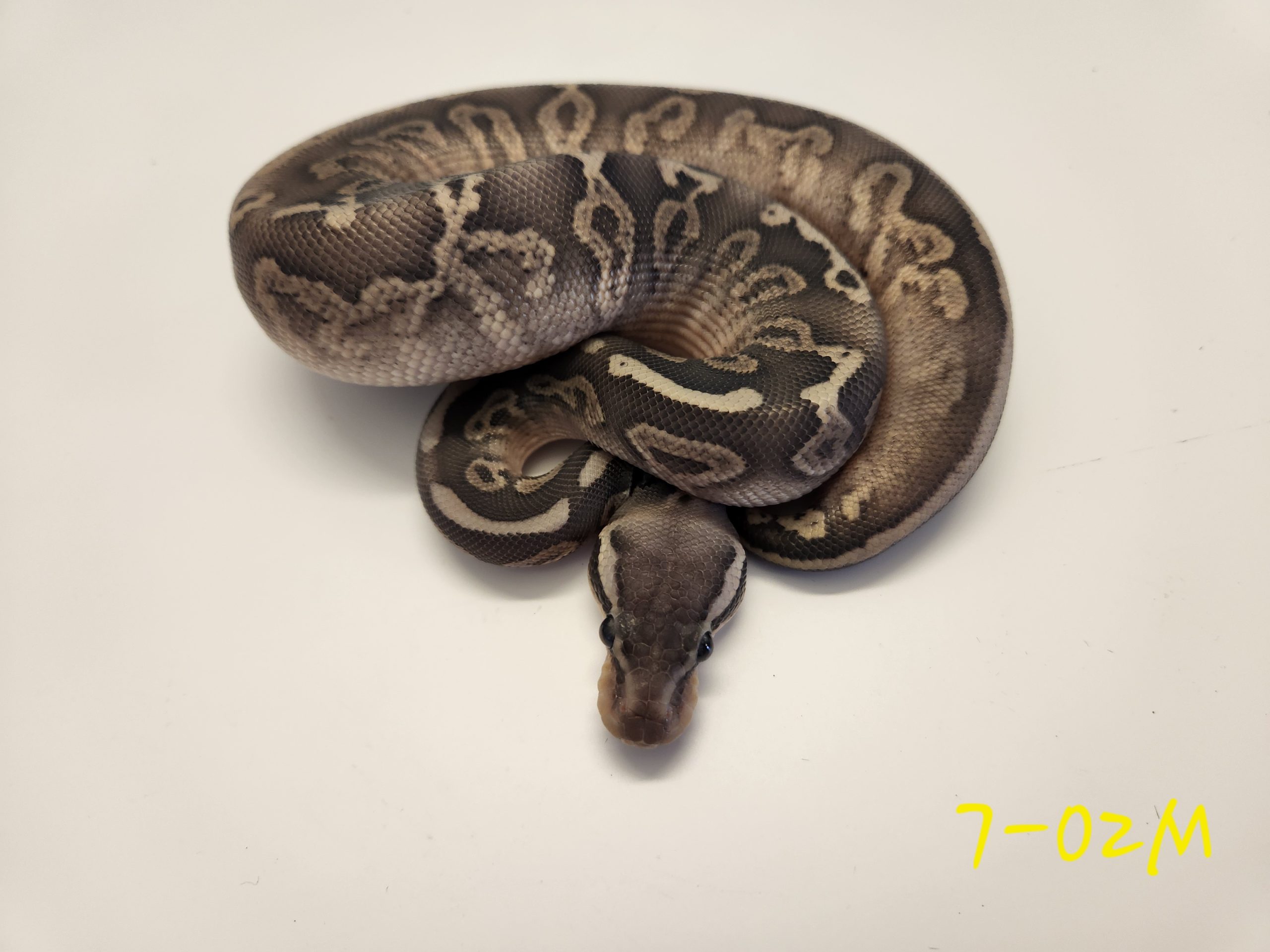 Black Pewter Hypo 66% Het Pied