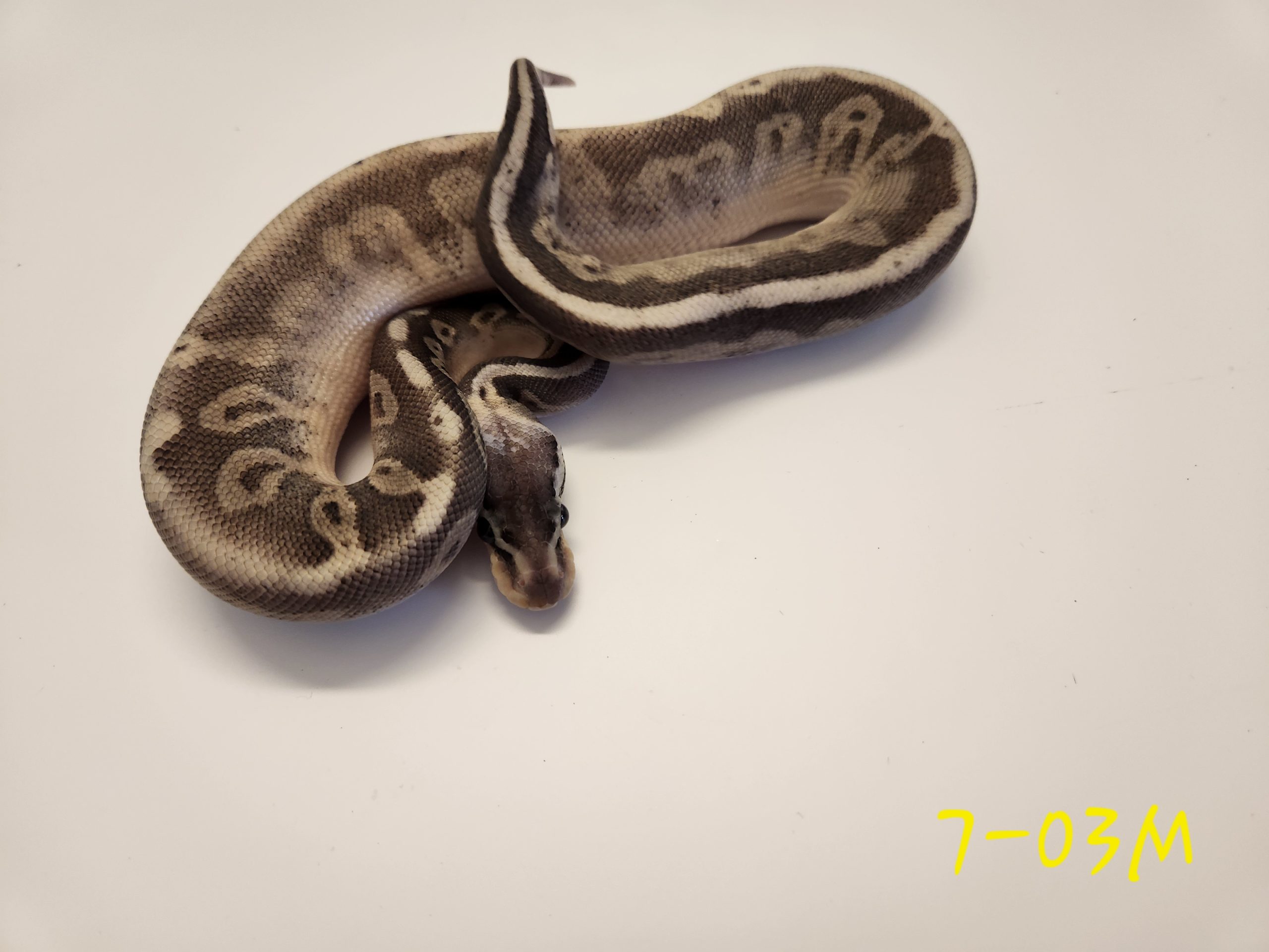 Super Pastel Black Pastel Hypo 66% Het Pied