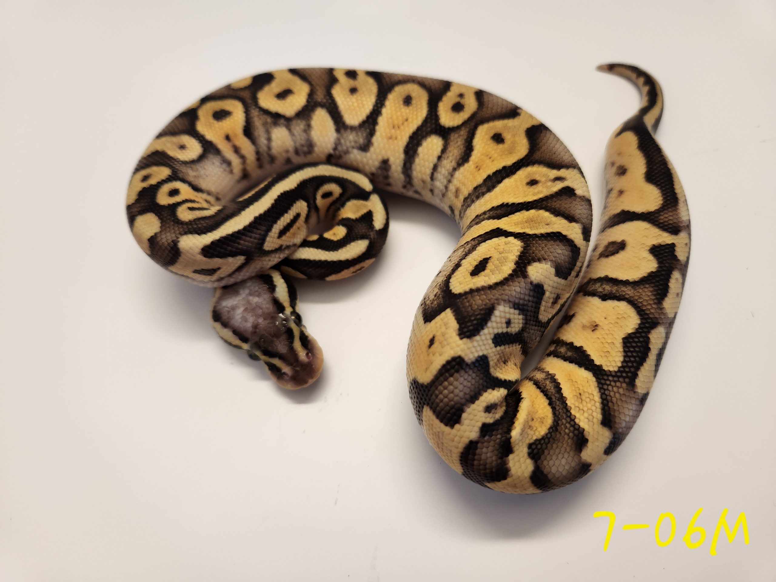 Super Pastel 66% DH Hypo Pied