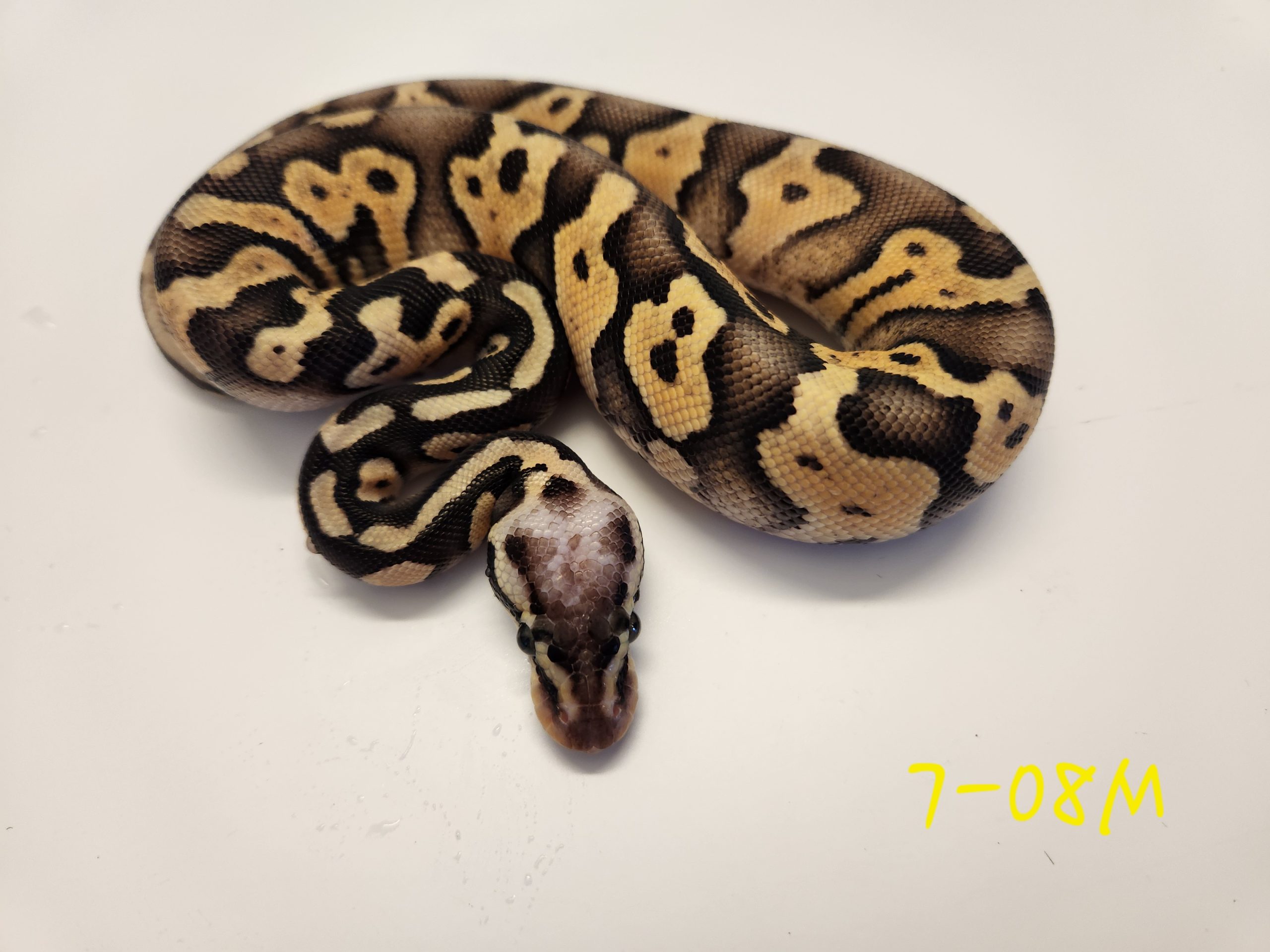 Super Pastel 66% DH Hypo Pied