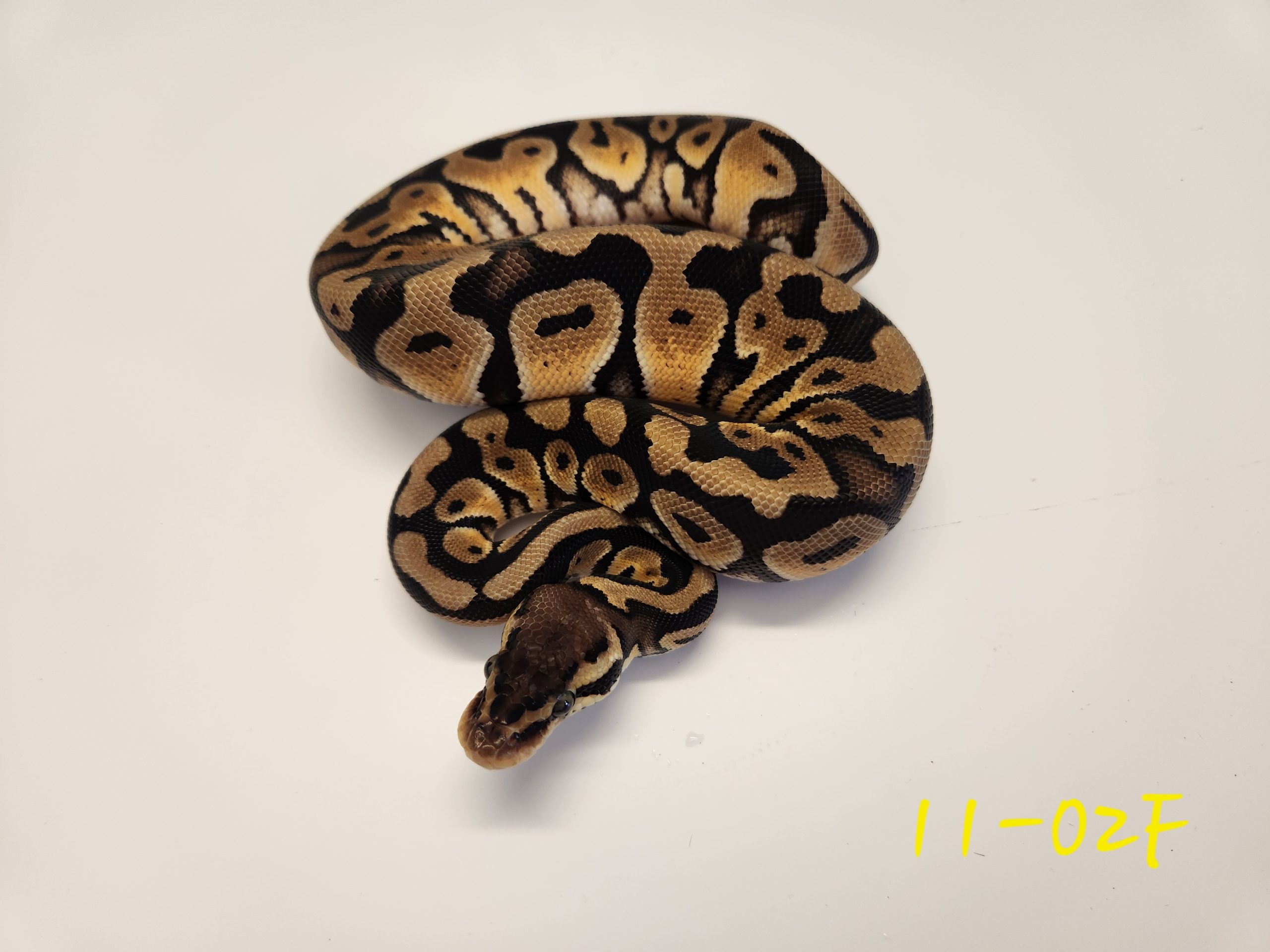 Pastel Het DG