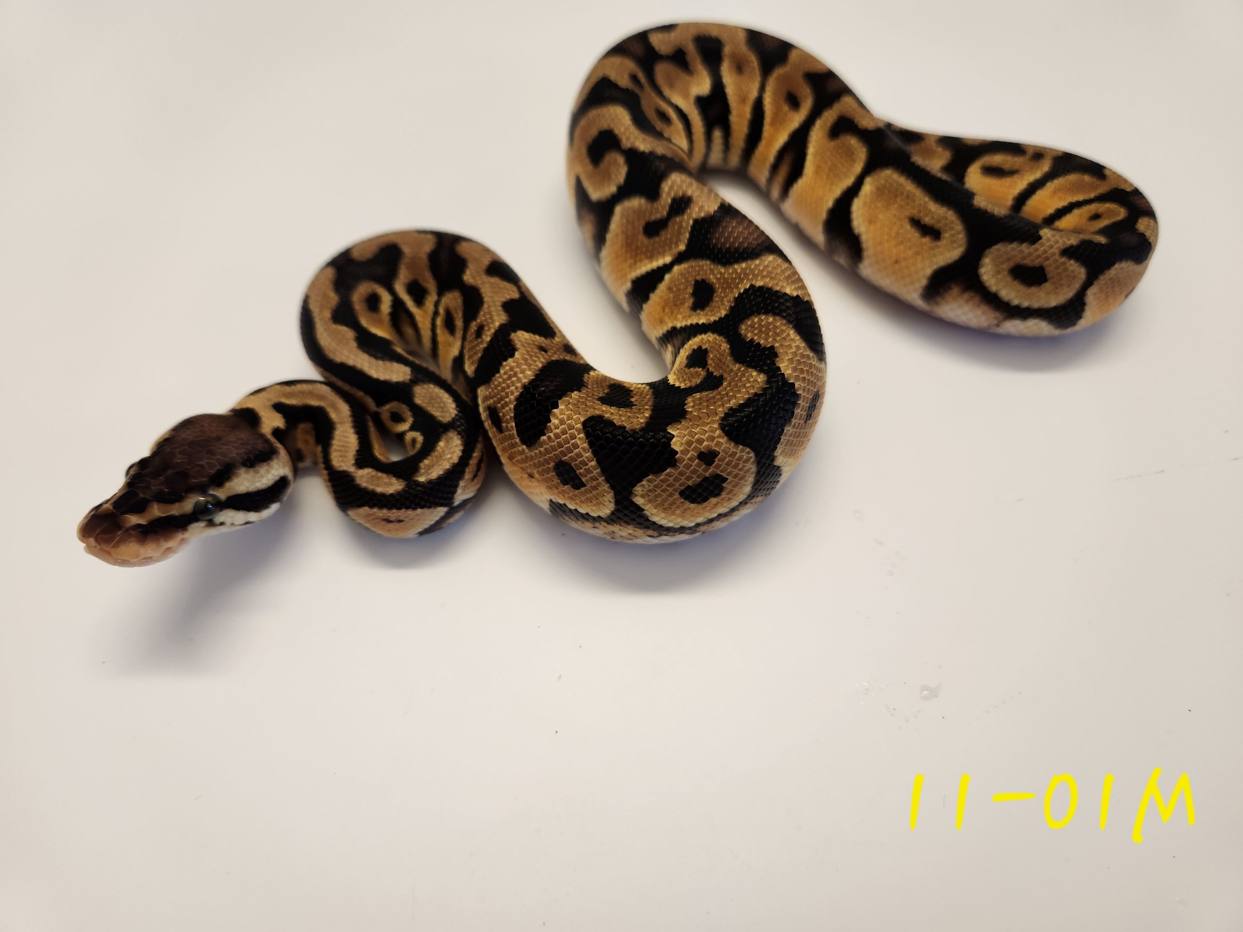 Pastel Het DG