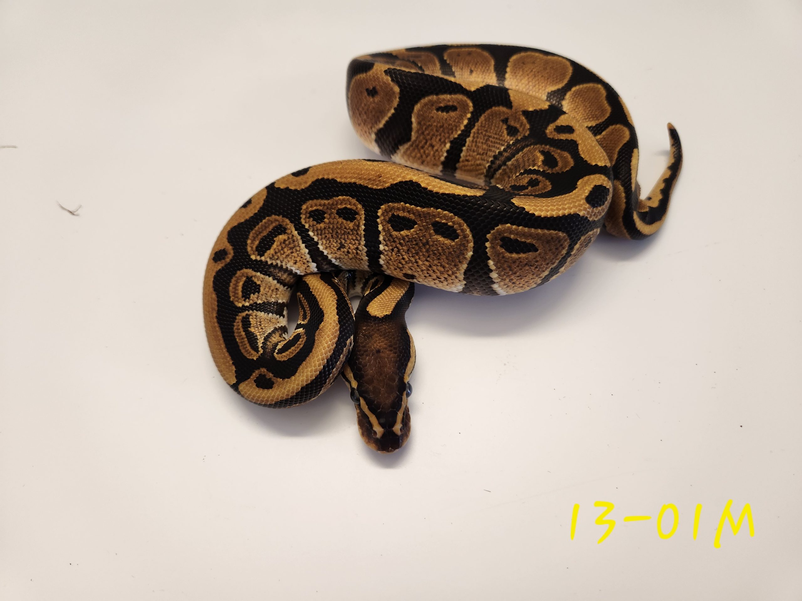 Vanilla DH Albino Pied