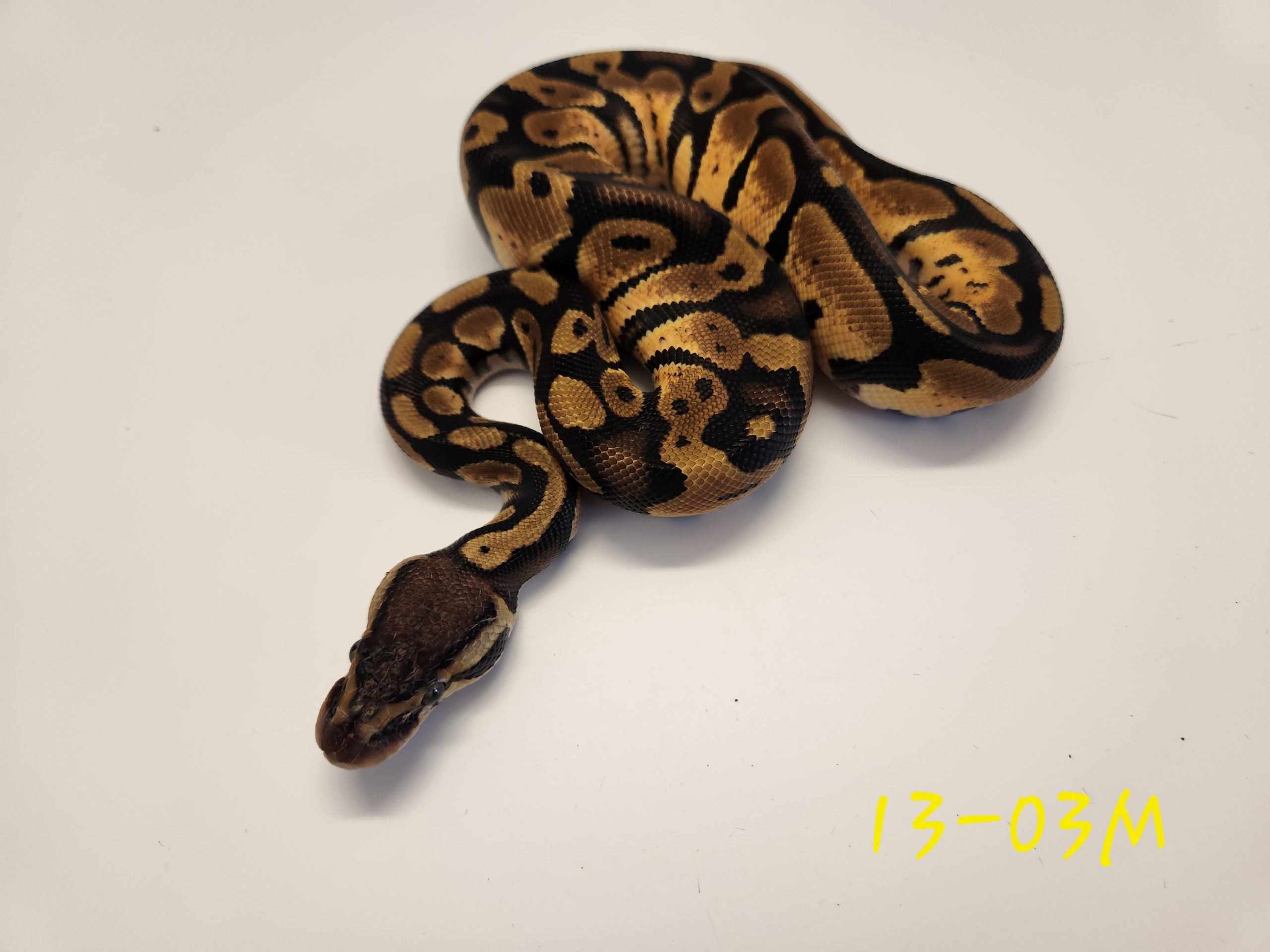 Pastel DH Albino Pied