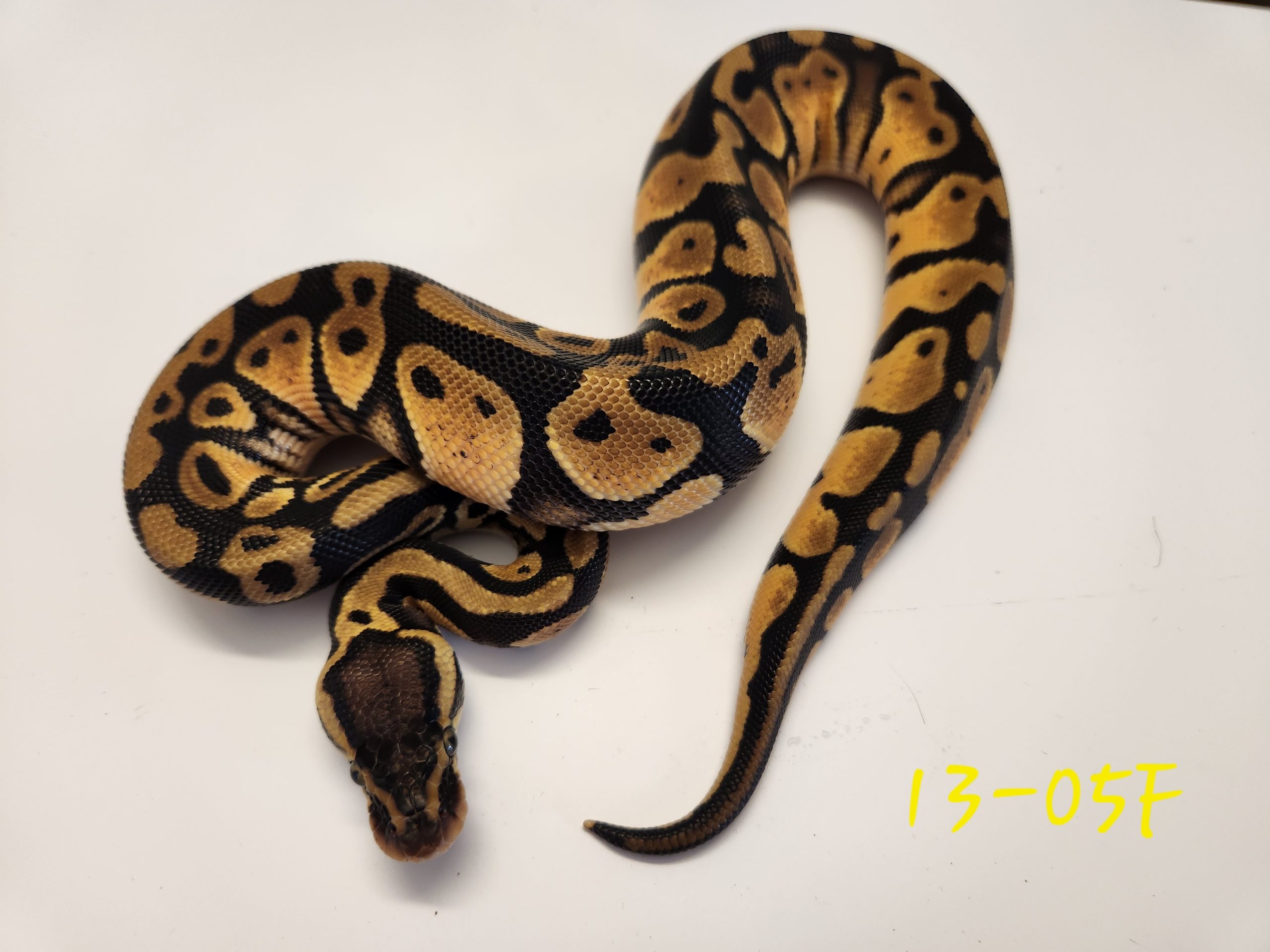 Pastel DH Albino Pied