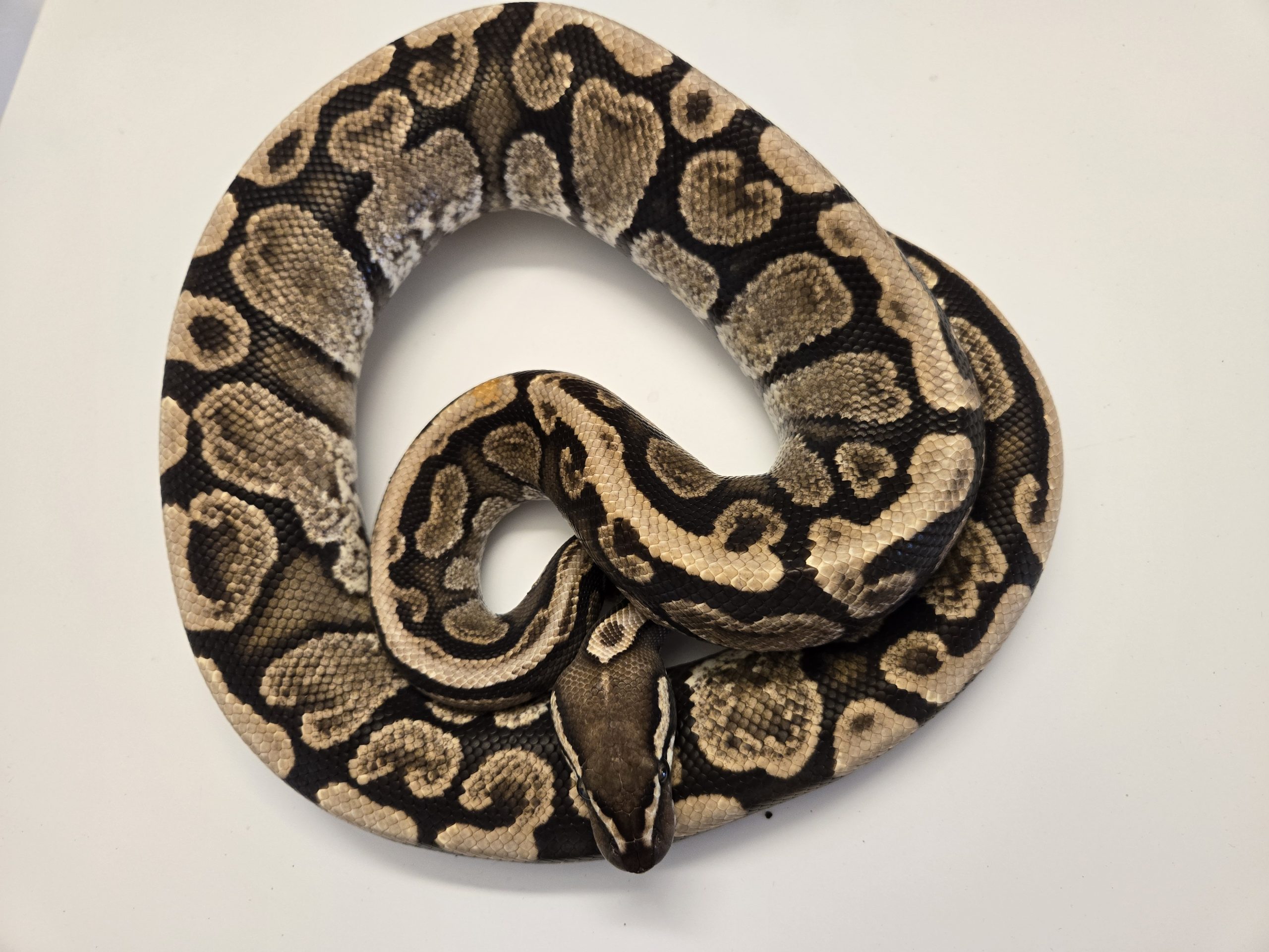 PB - GHI Spotnose 50% Het Pied