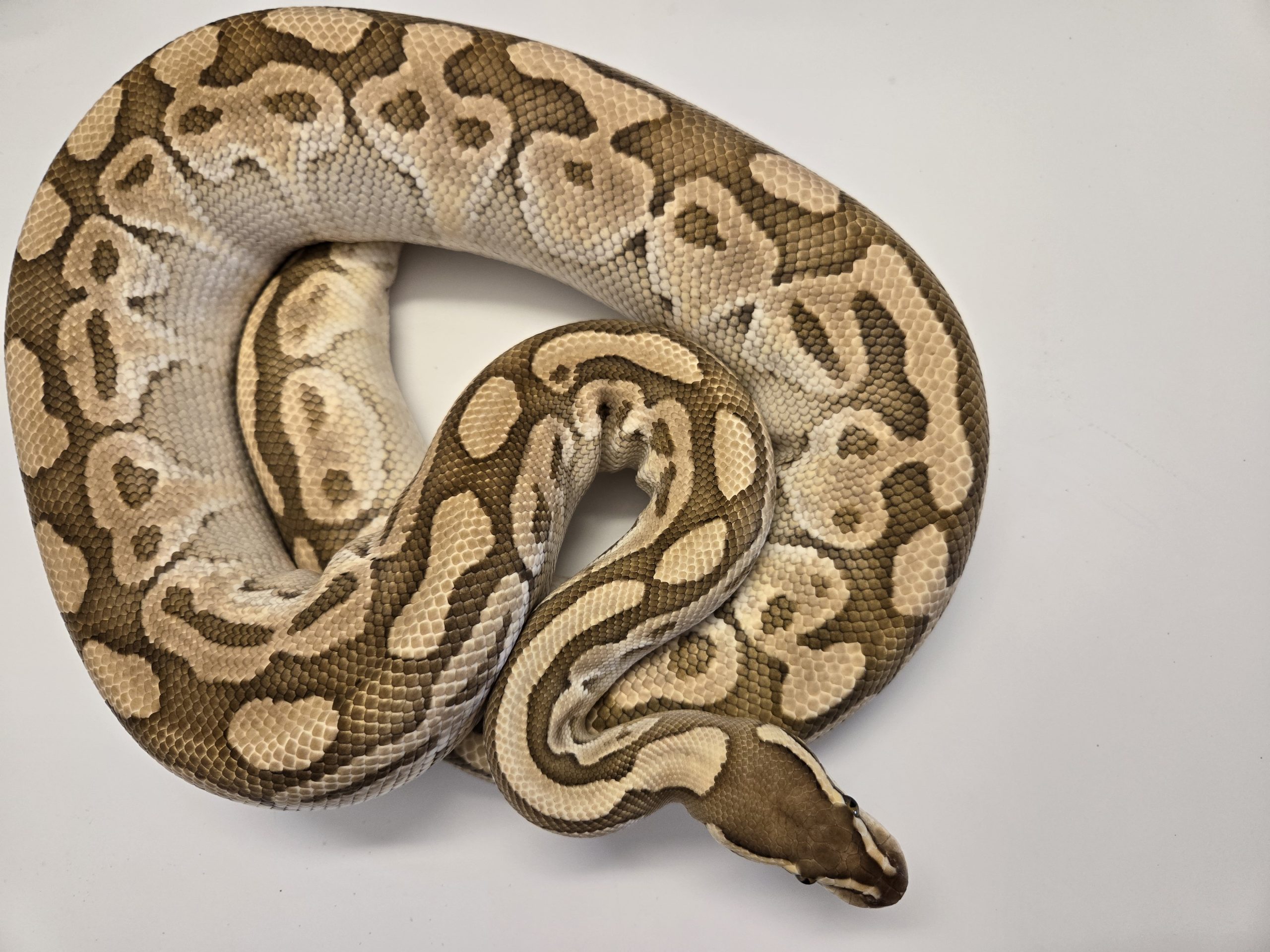 Lesser Het Clown