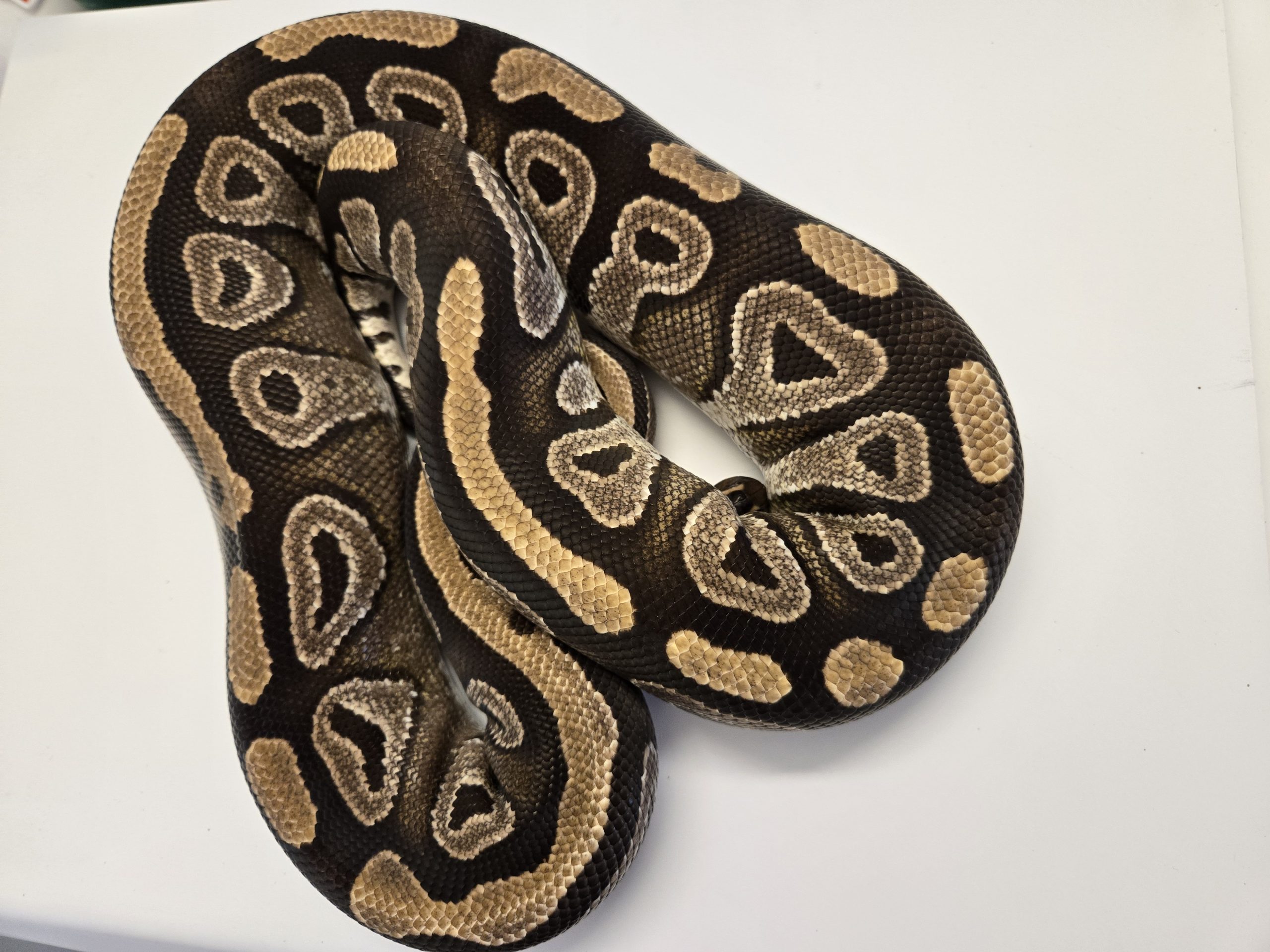 PB - Mojave Het Hypo