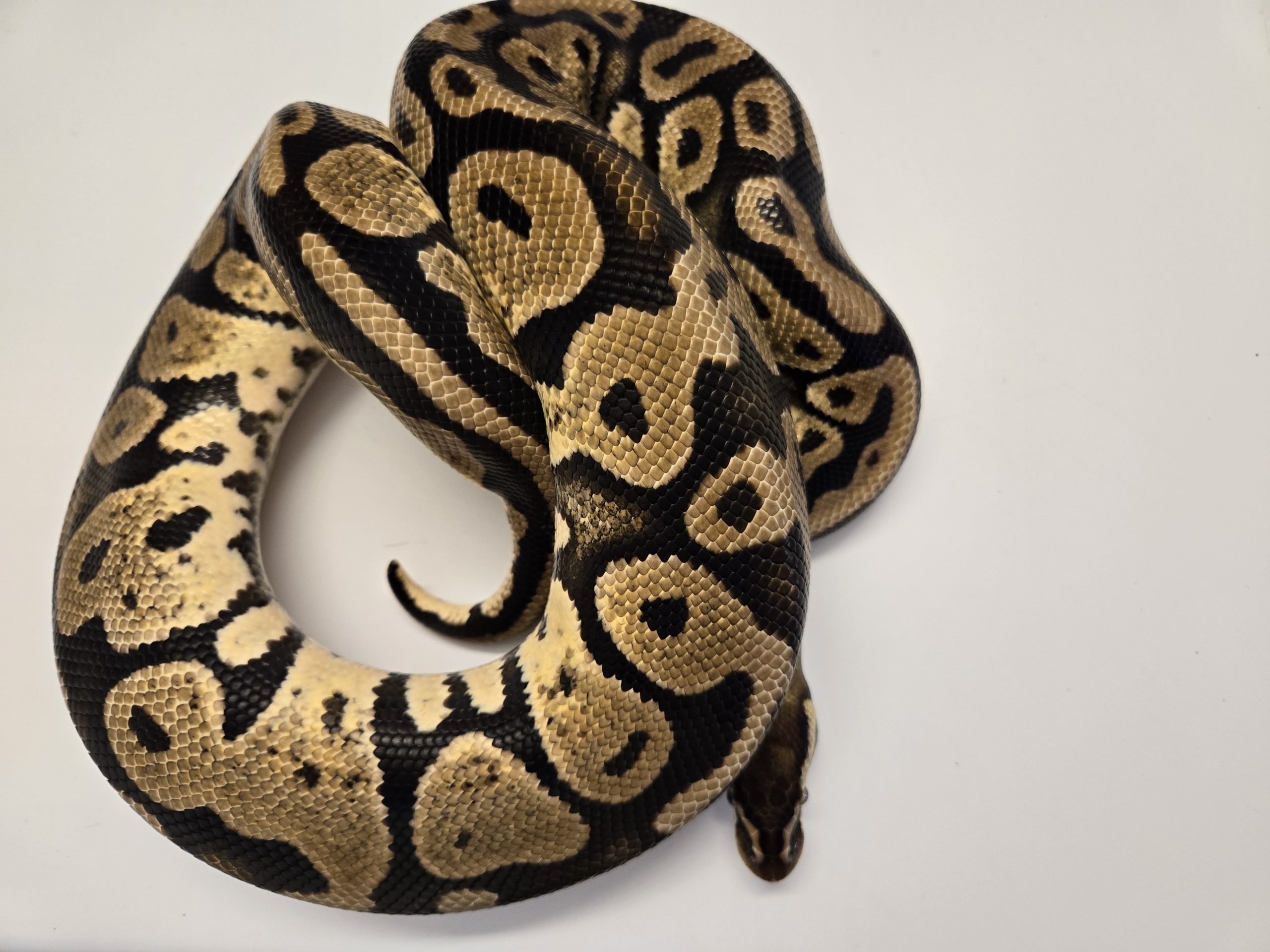 PB - Pastel DH Hypo Pied