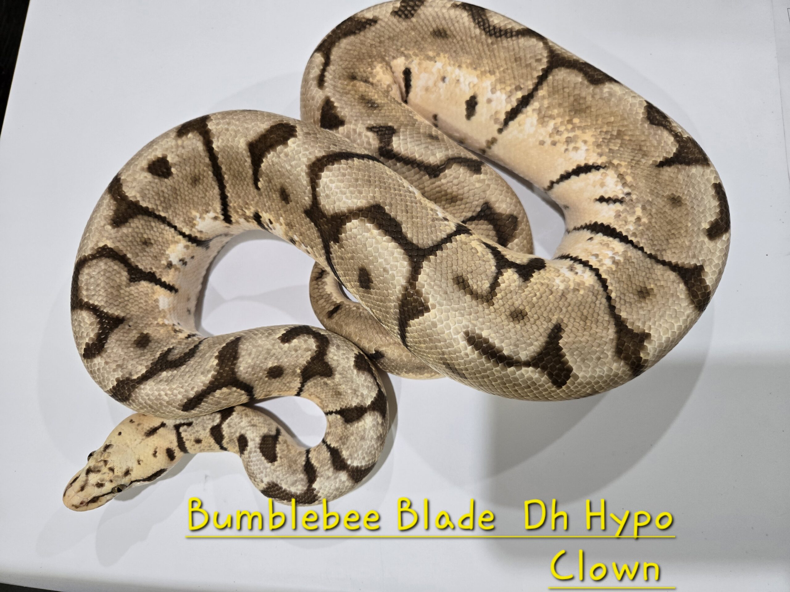 Bumblebee Blade DH Hypo Clown (Breeder)