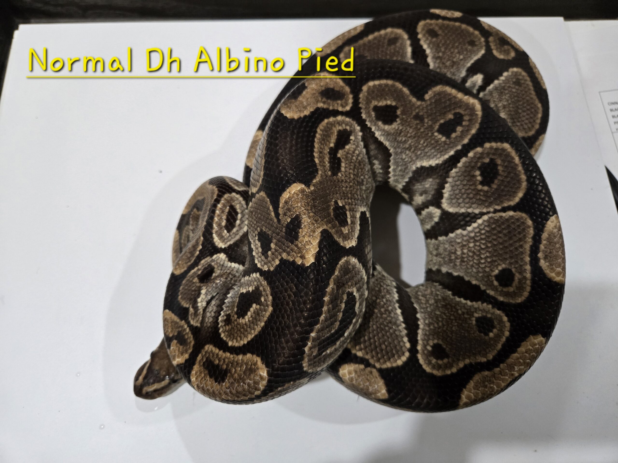 Normal DH Albino Pied (Breeder)