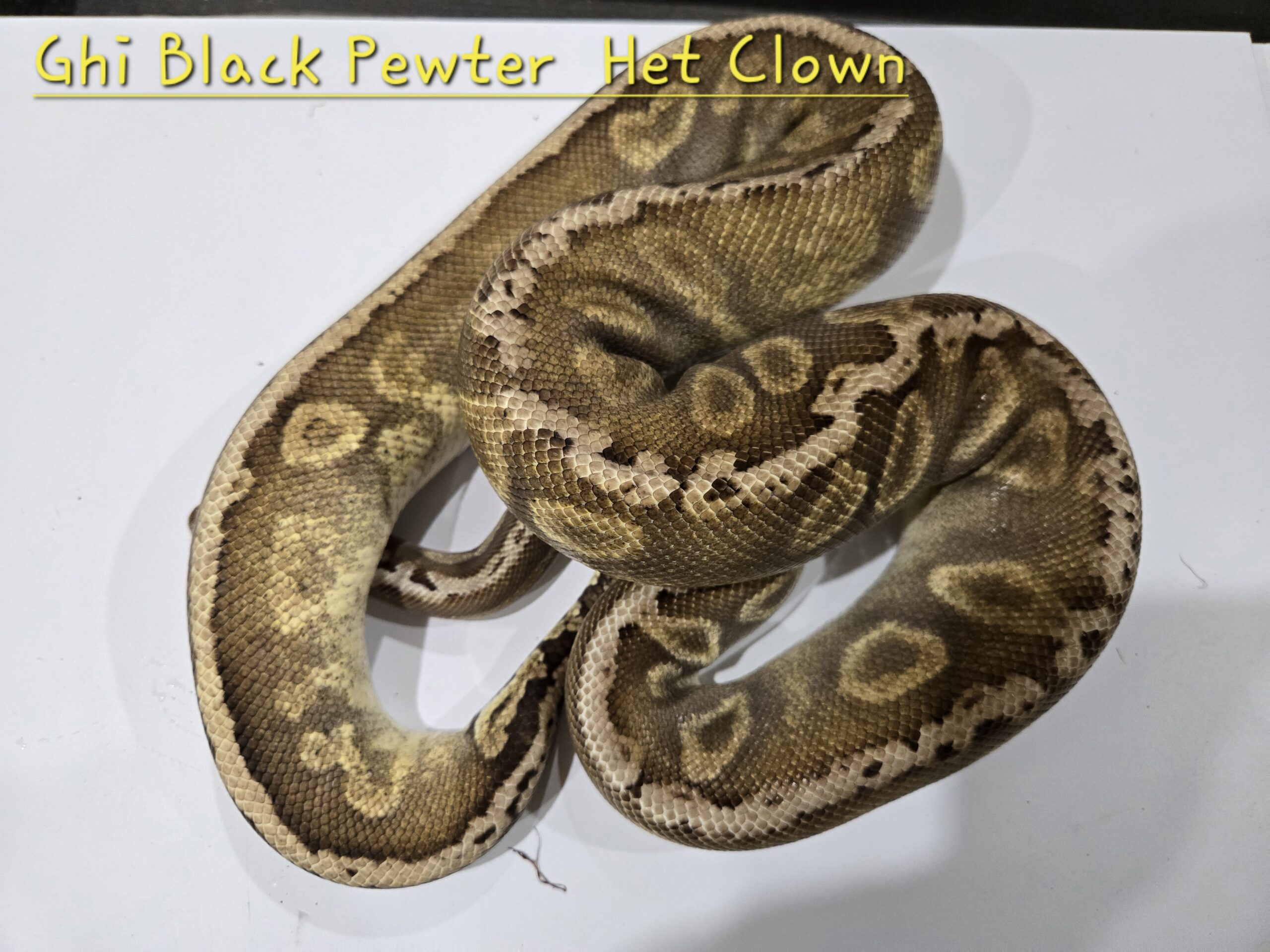 GHI Black Pewter Het Clown