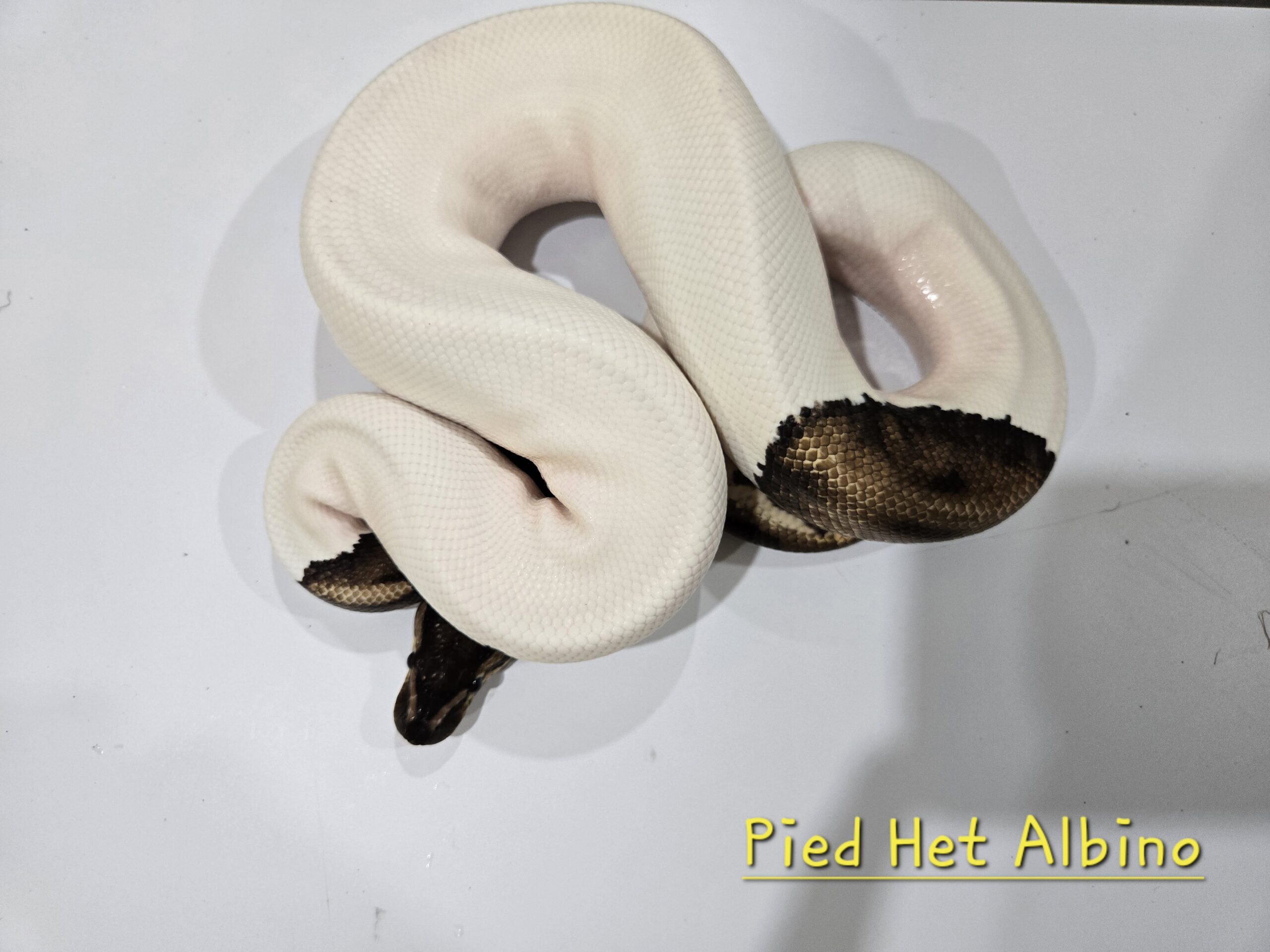Pied Het Albino