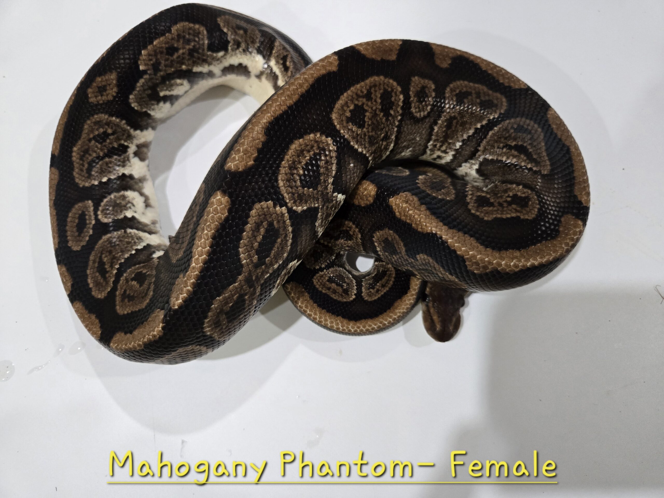 Mahogany Phantom