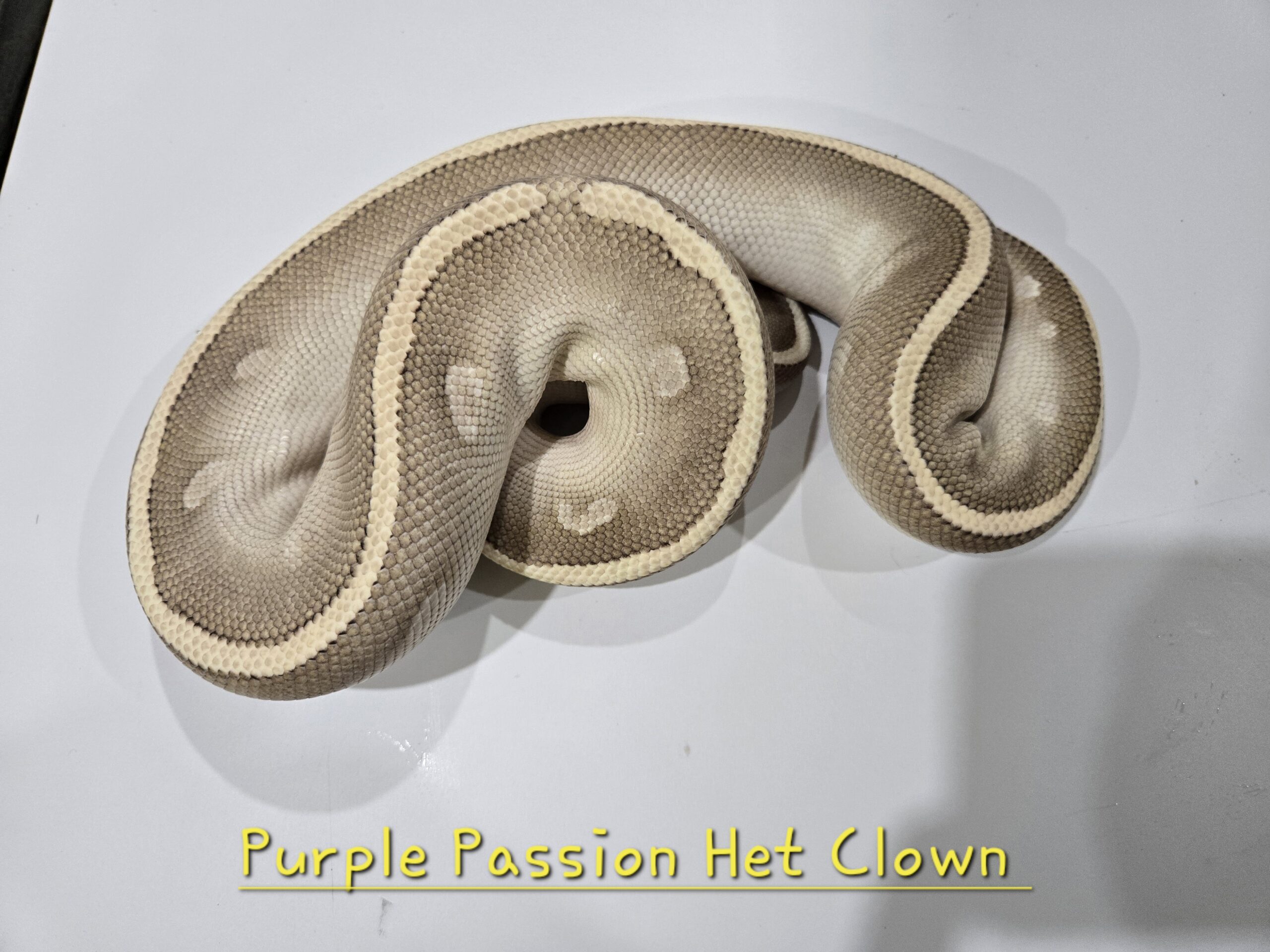Purple Passion Het Clown
