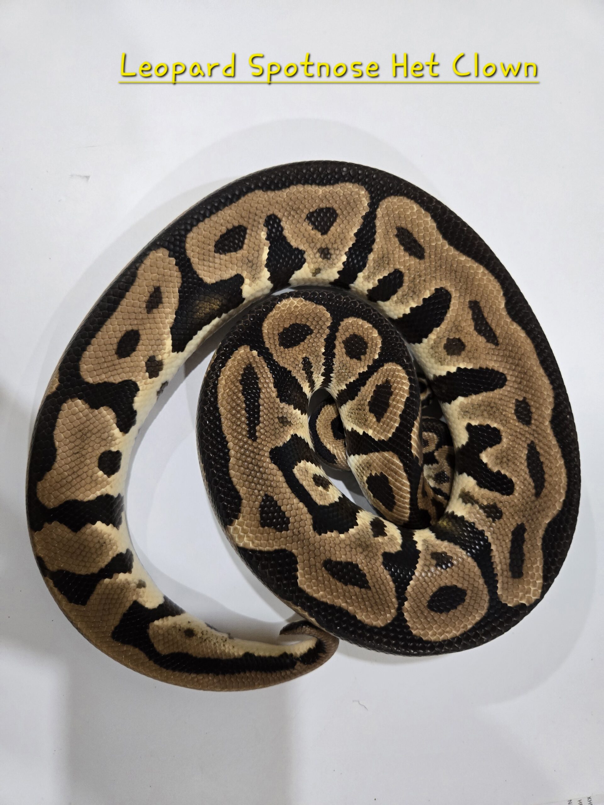 Leopard Spotnose Het Clown