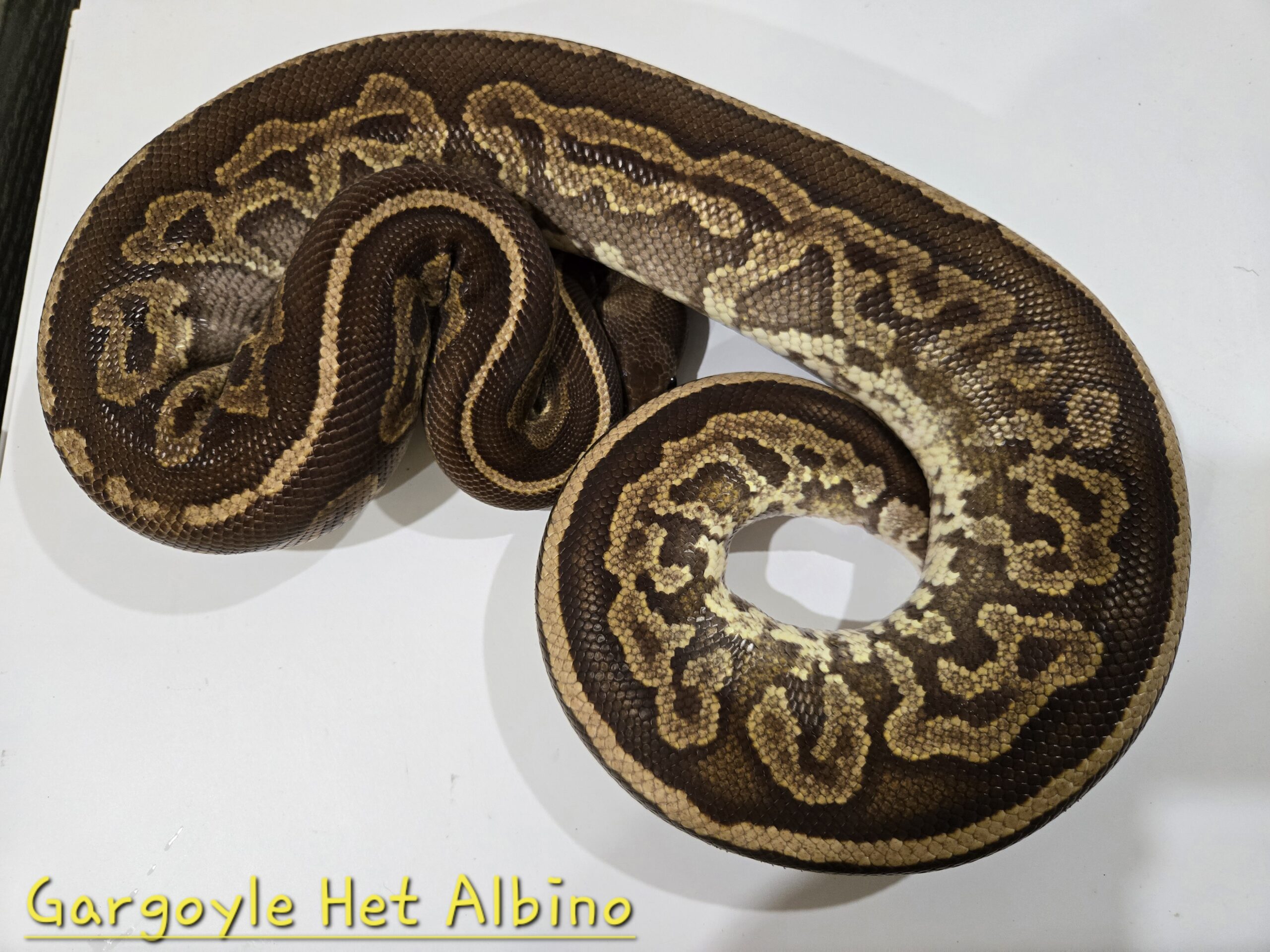Gargoyle(Cinnamon HRA) Het Albino (Breeder)