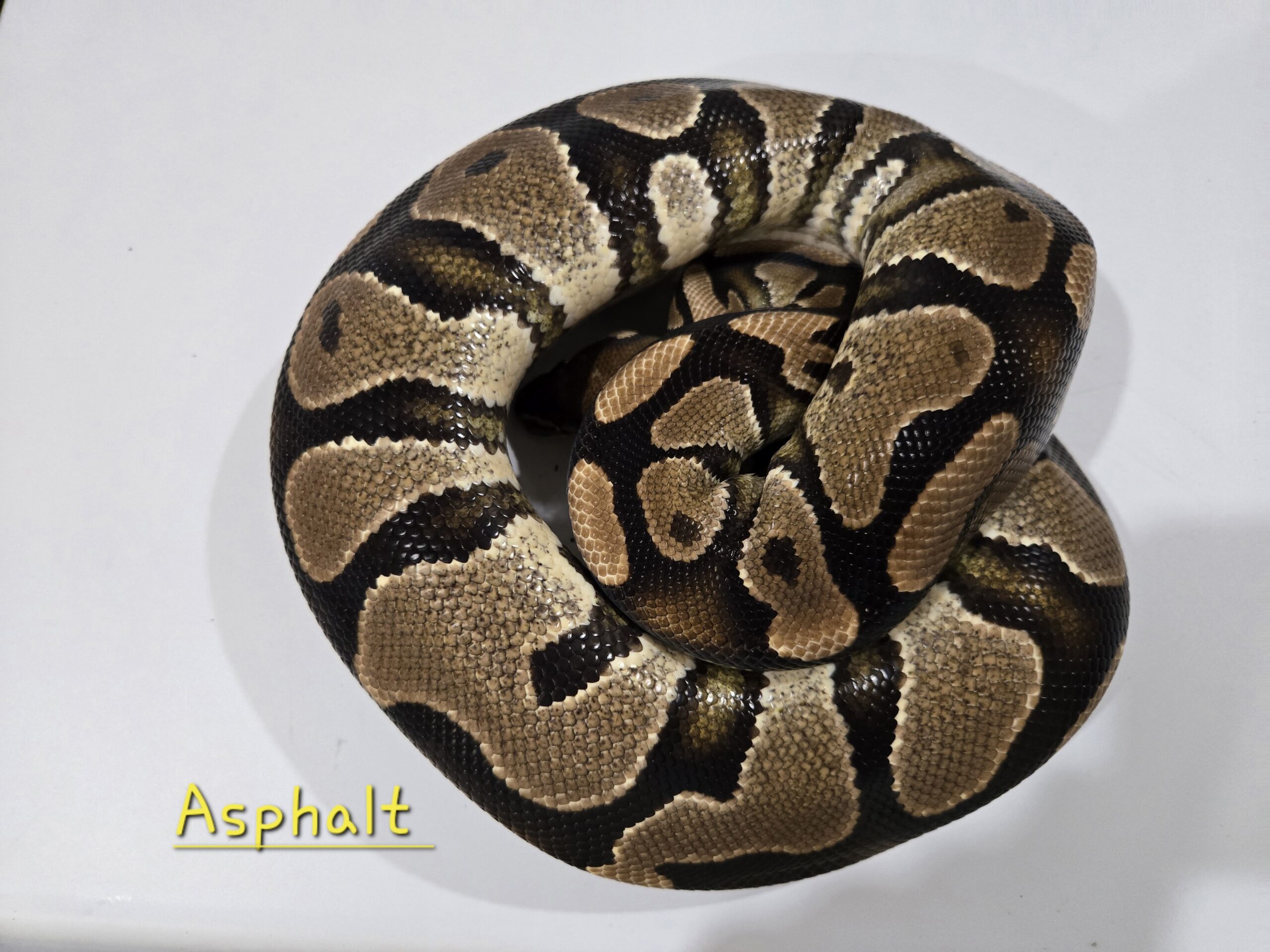 Asphalt(Breeder)