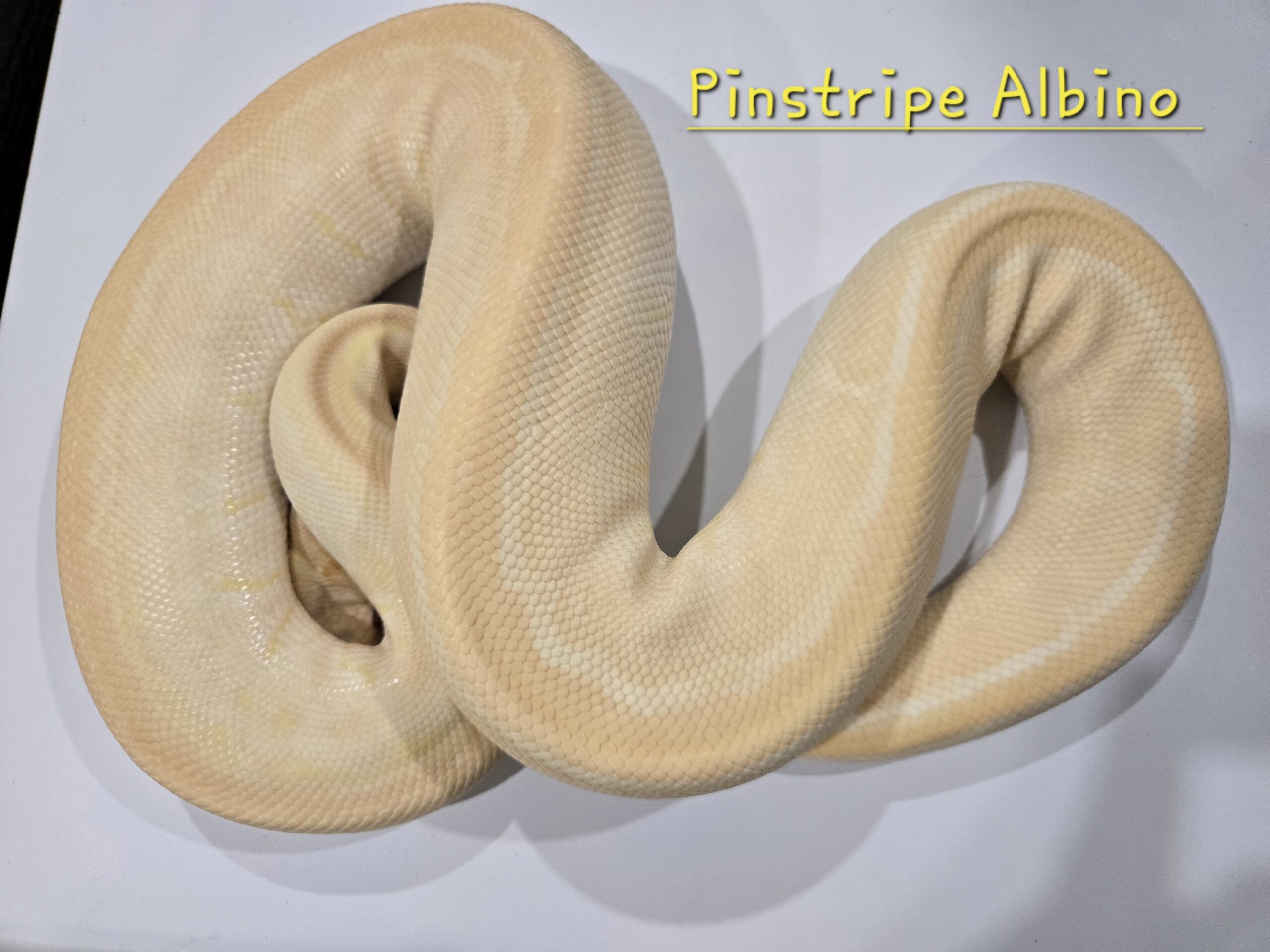 Pinstripe Albino (Breeder)