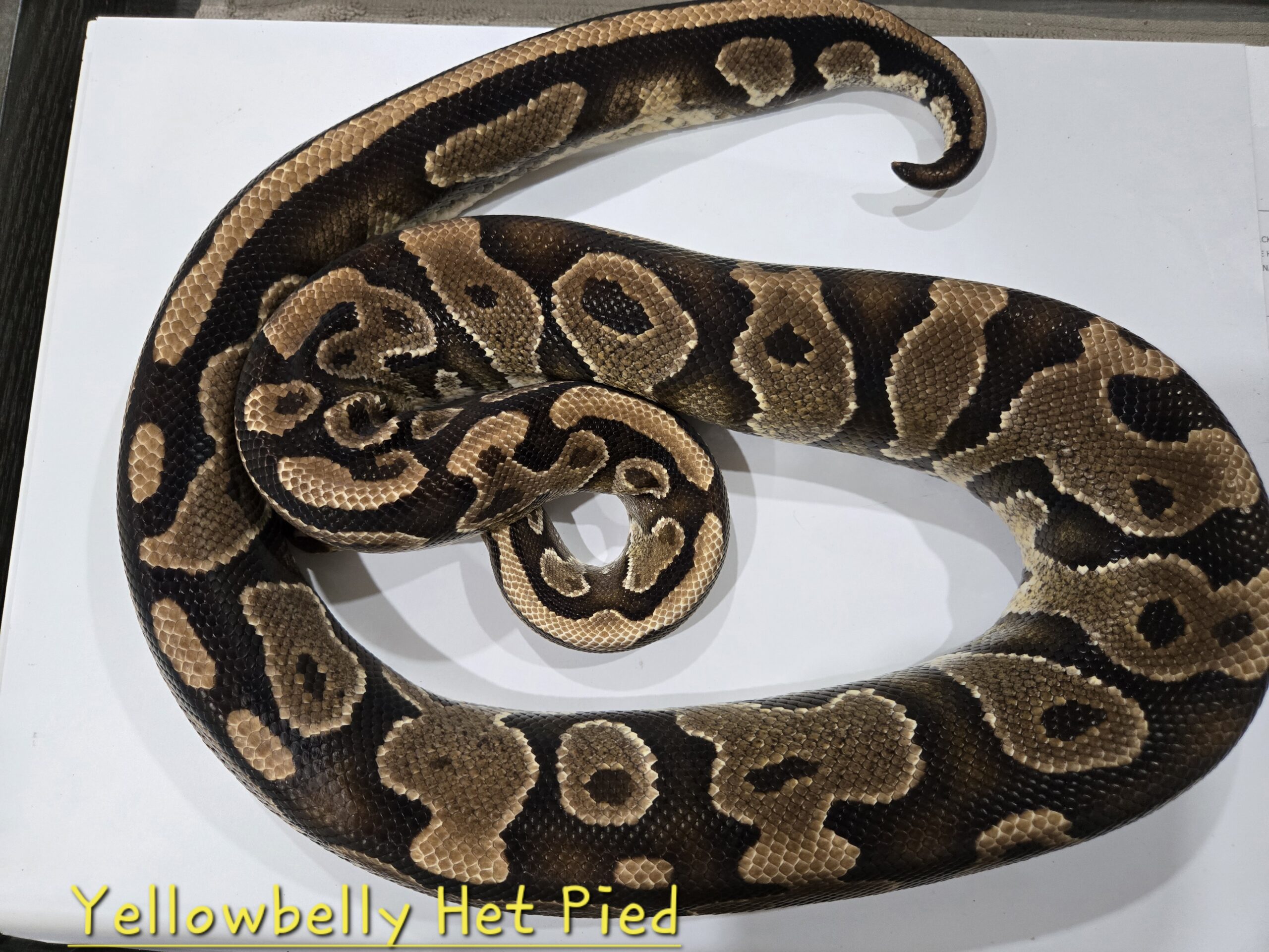 Yellowbelly Het Pied (Breeder)