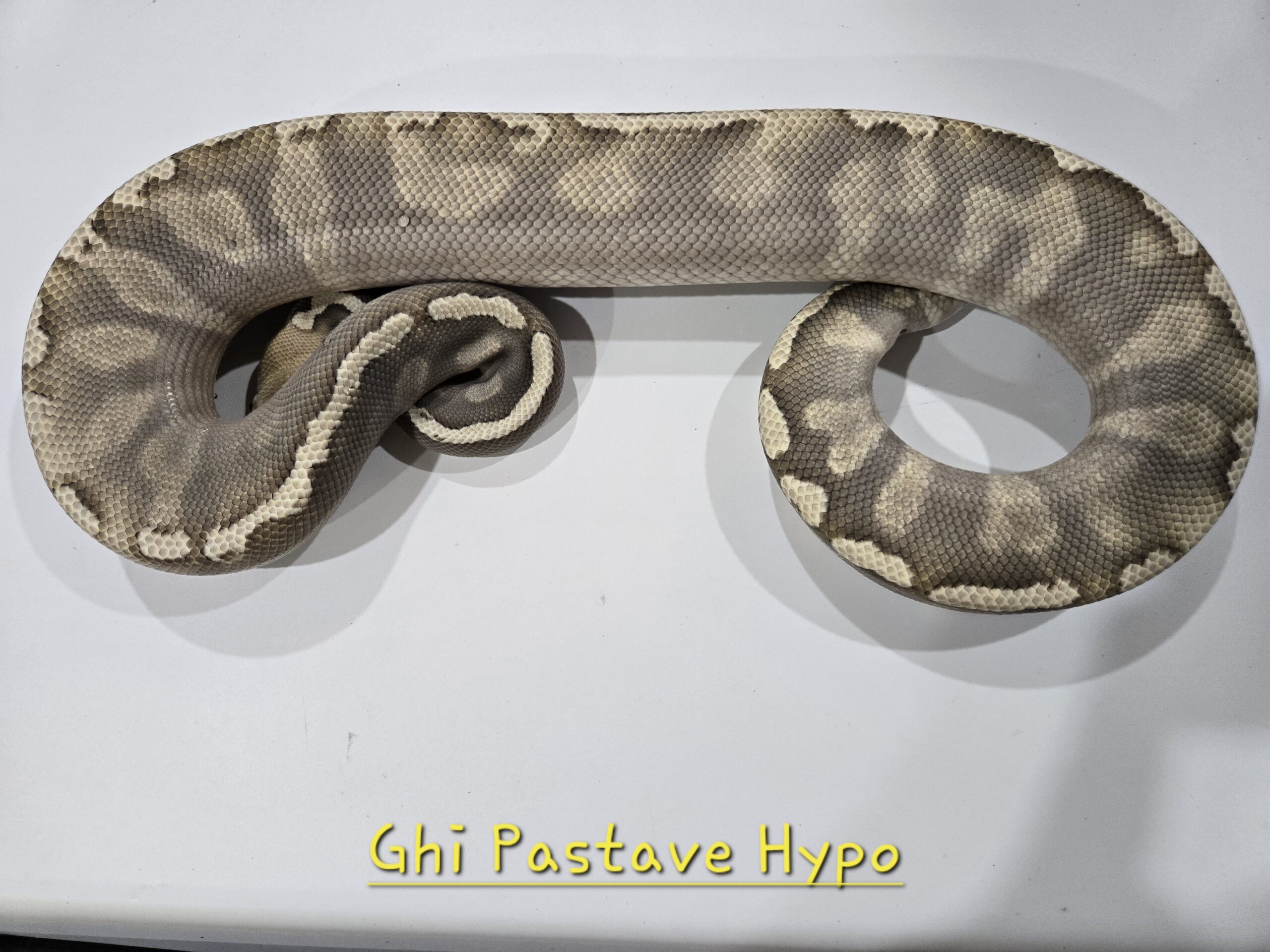 GHI Pastave Hypo