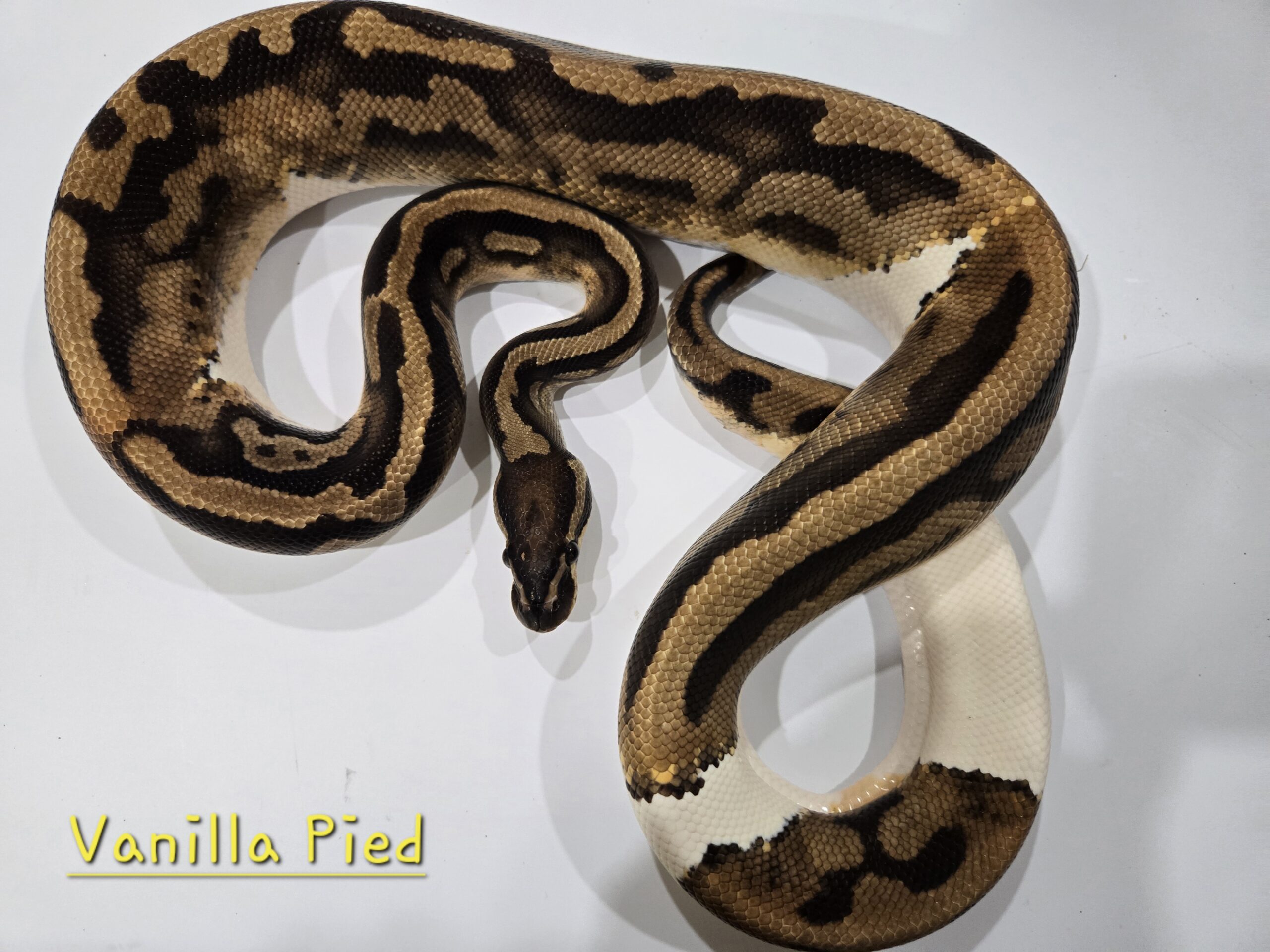 Vanilla Pied
