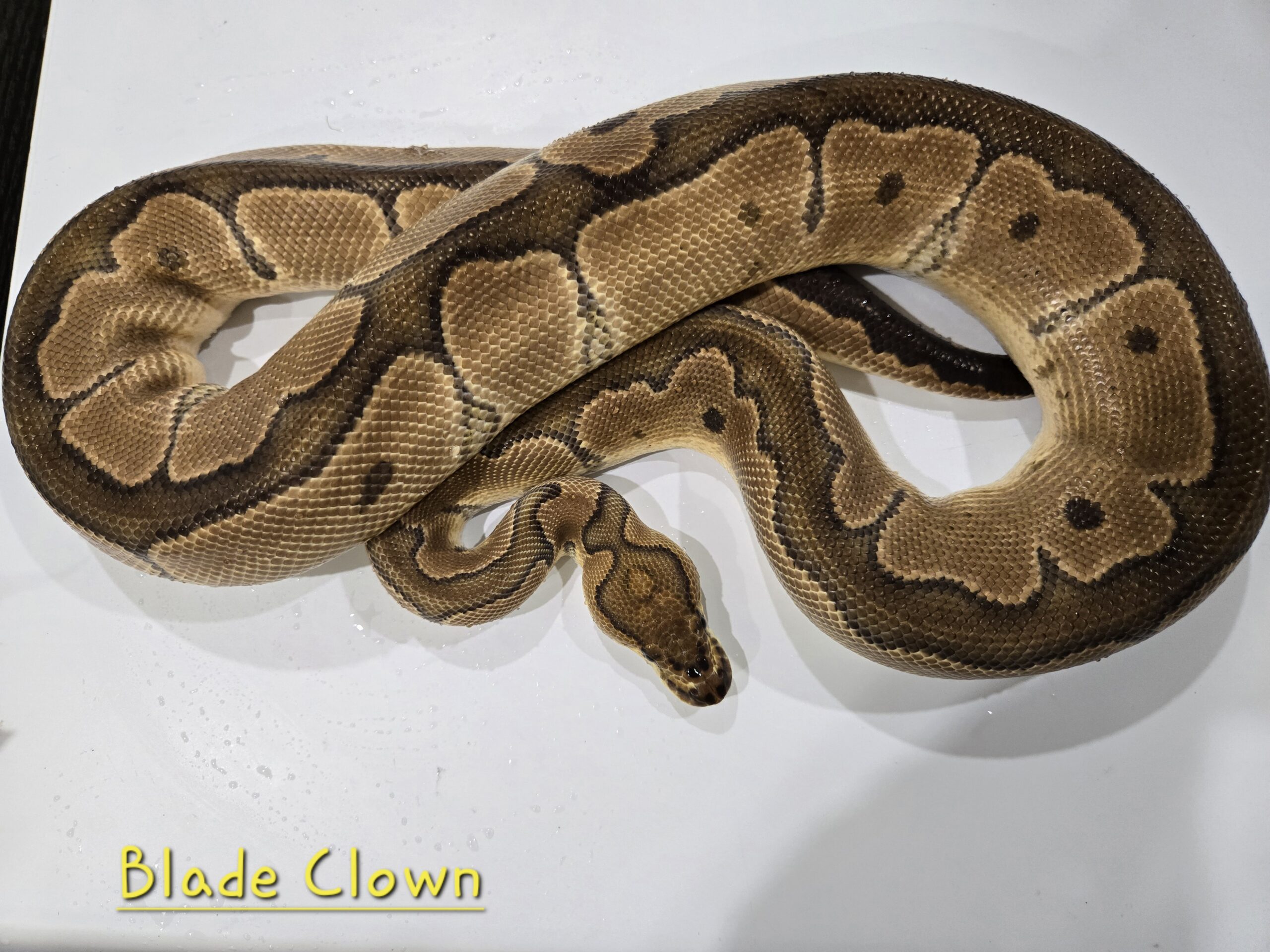 Blade Clown(Breeder)