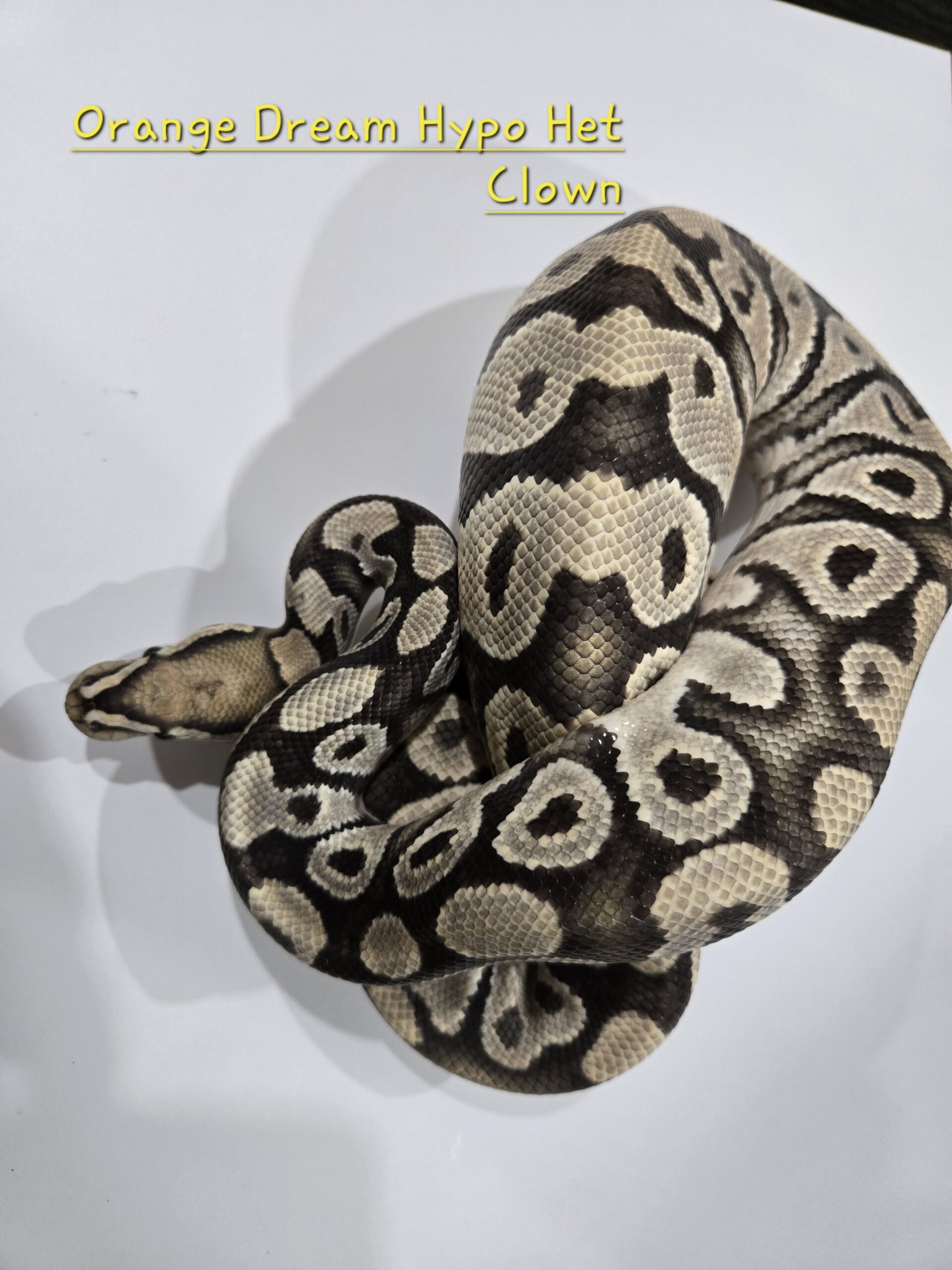 Orange Dream Hypo Het Clown(Breeder)