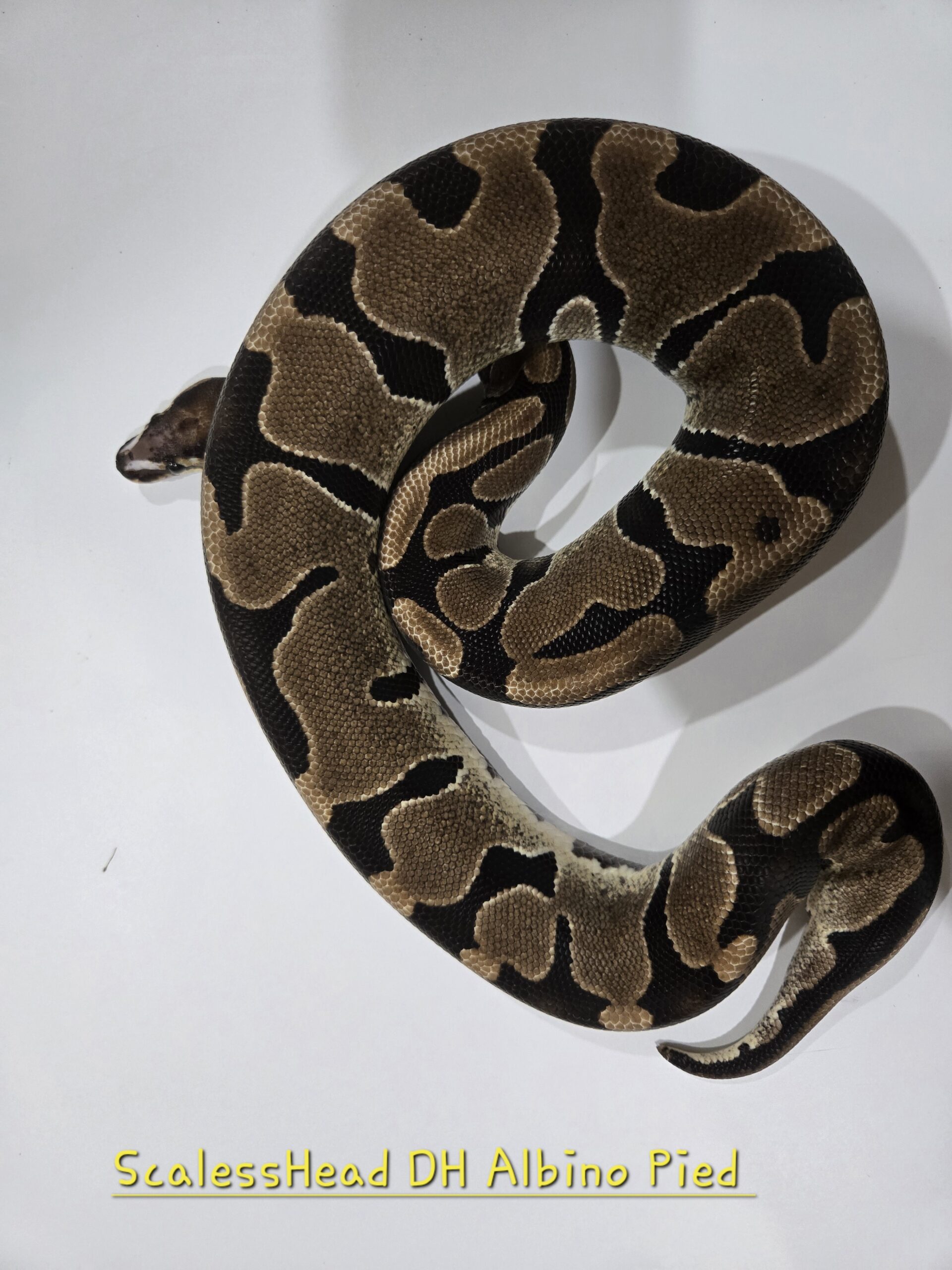 Scalesshead DH Albino Pied