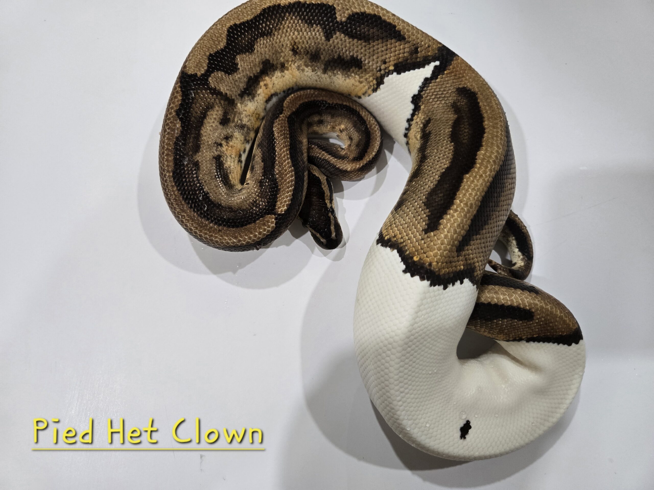 Pied Het Clown