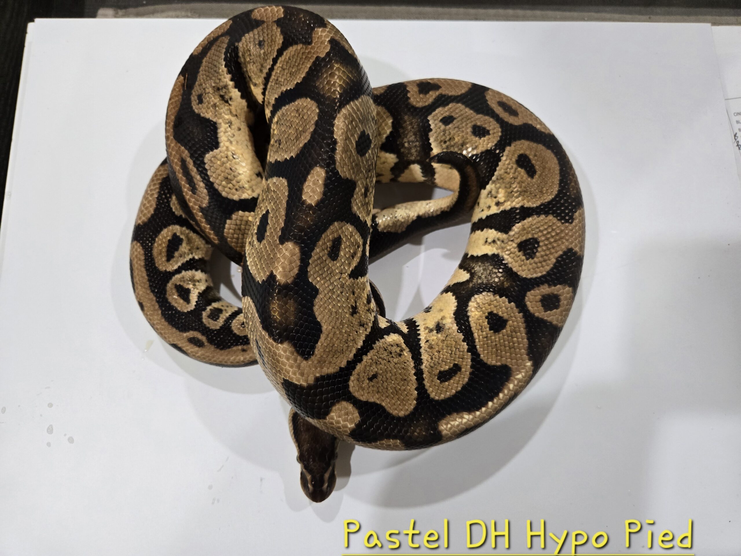 Pastel DH Hypo Pied (Breeder)