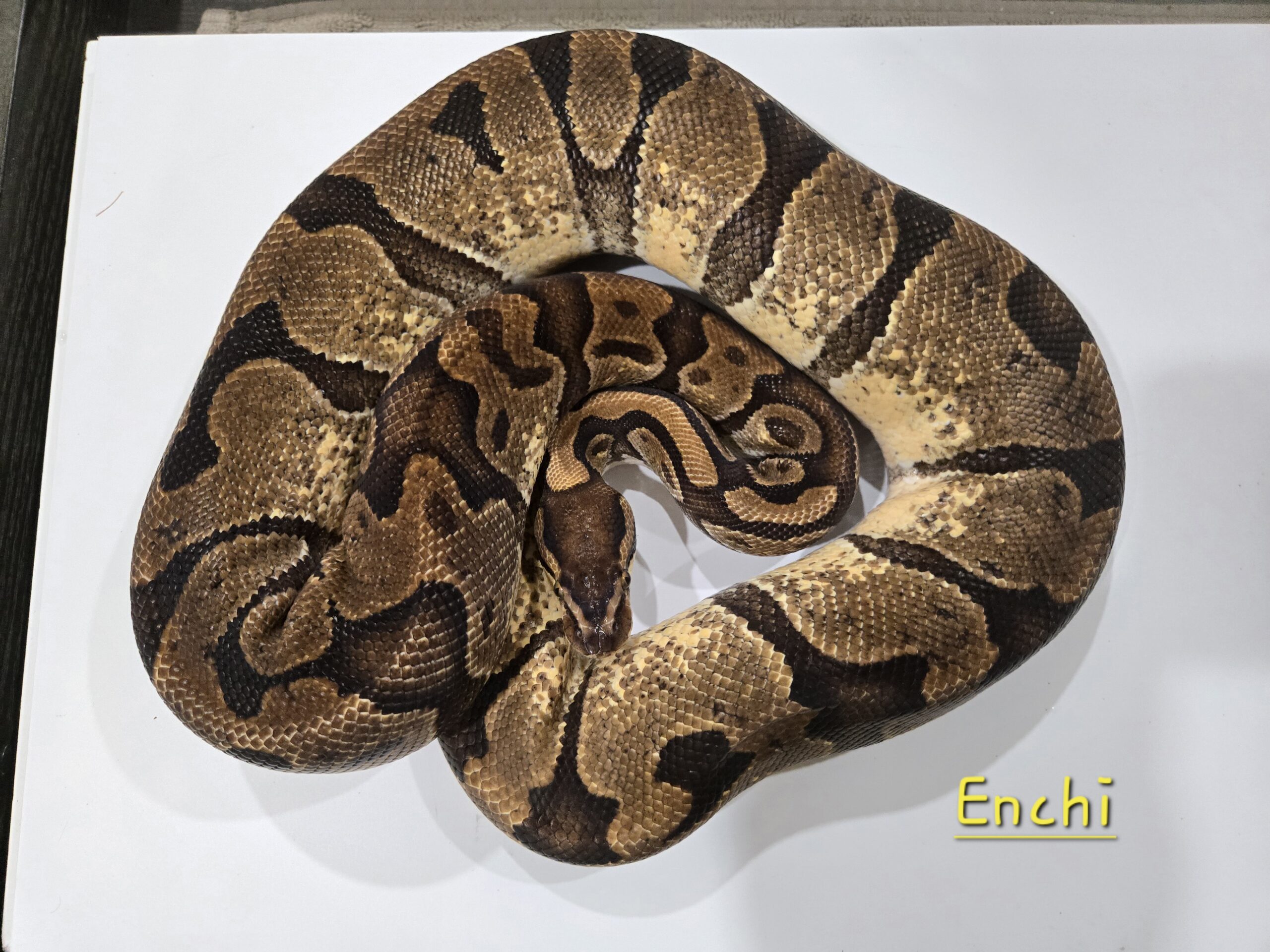 Enchi