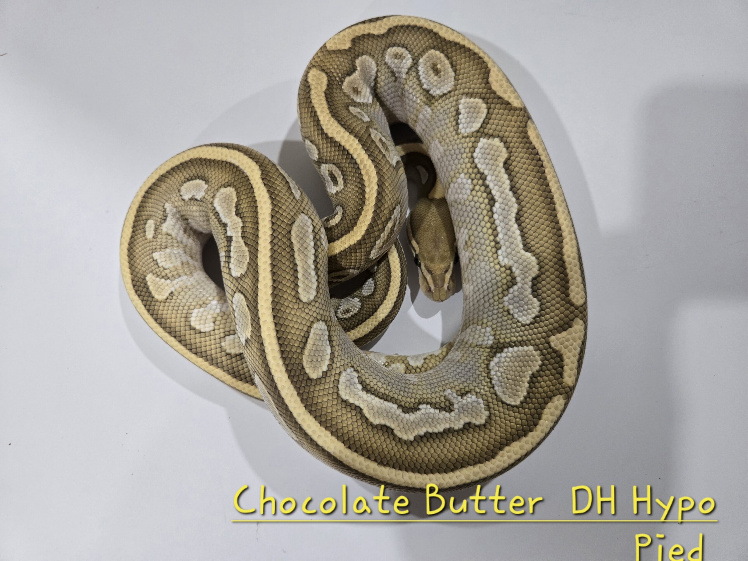 Chocolate Butter DH Hypo Pied