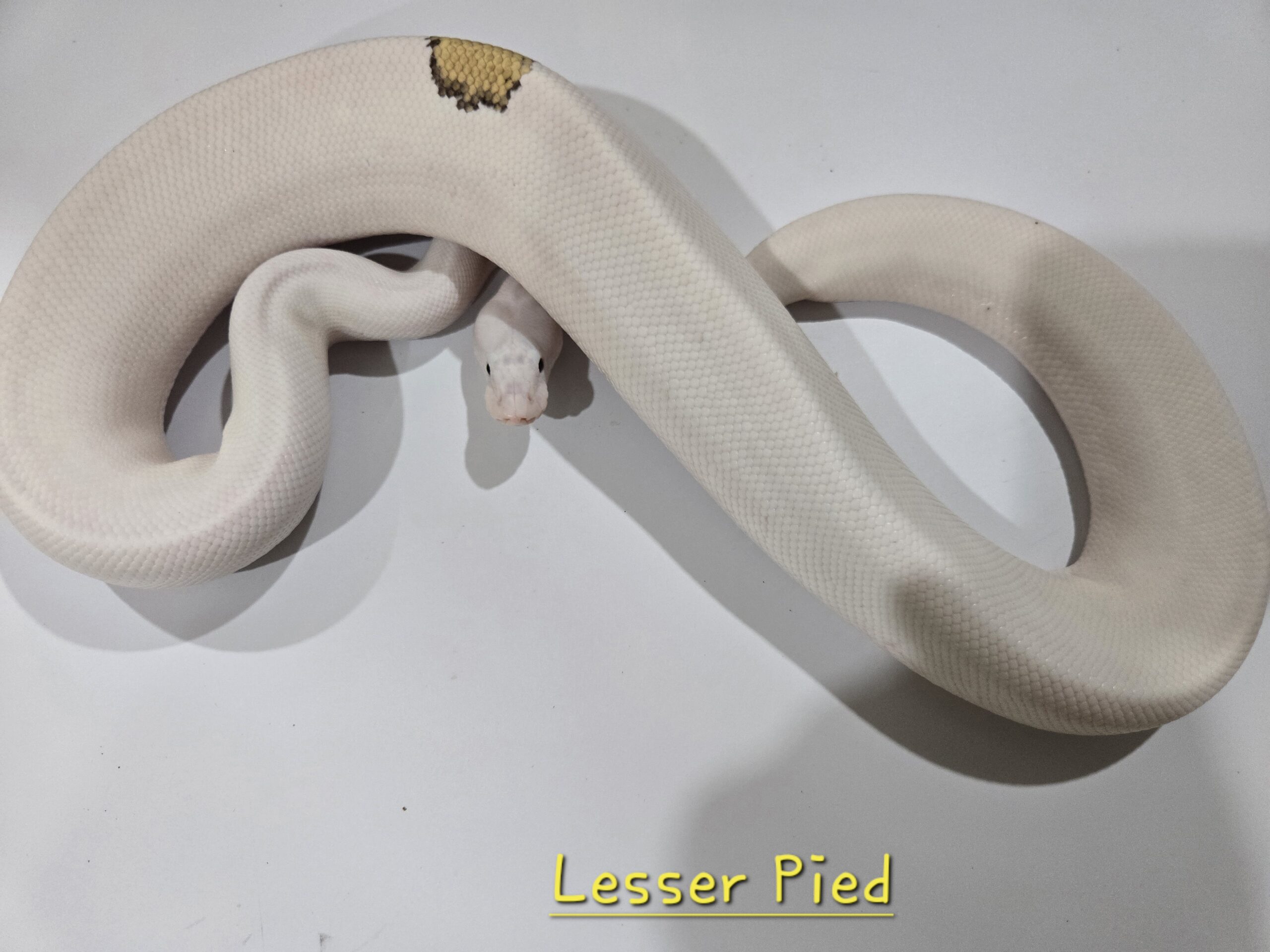 Lesser Pied (Possible OD & Black Pastel)