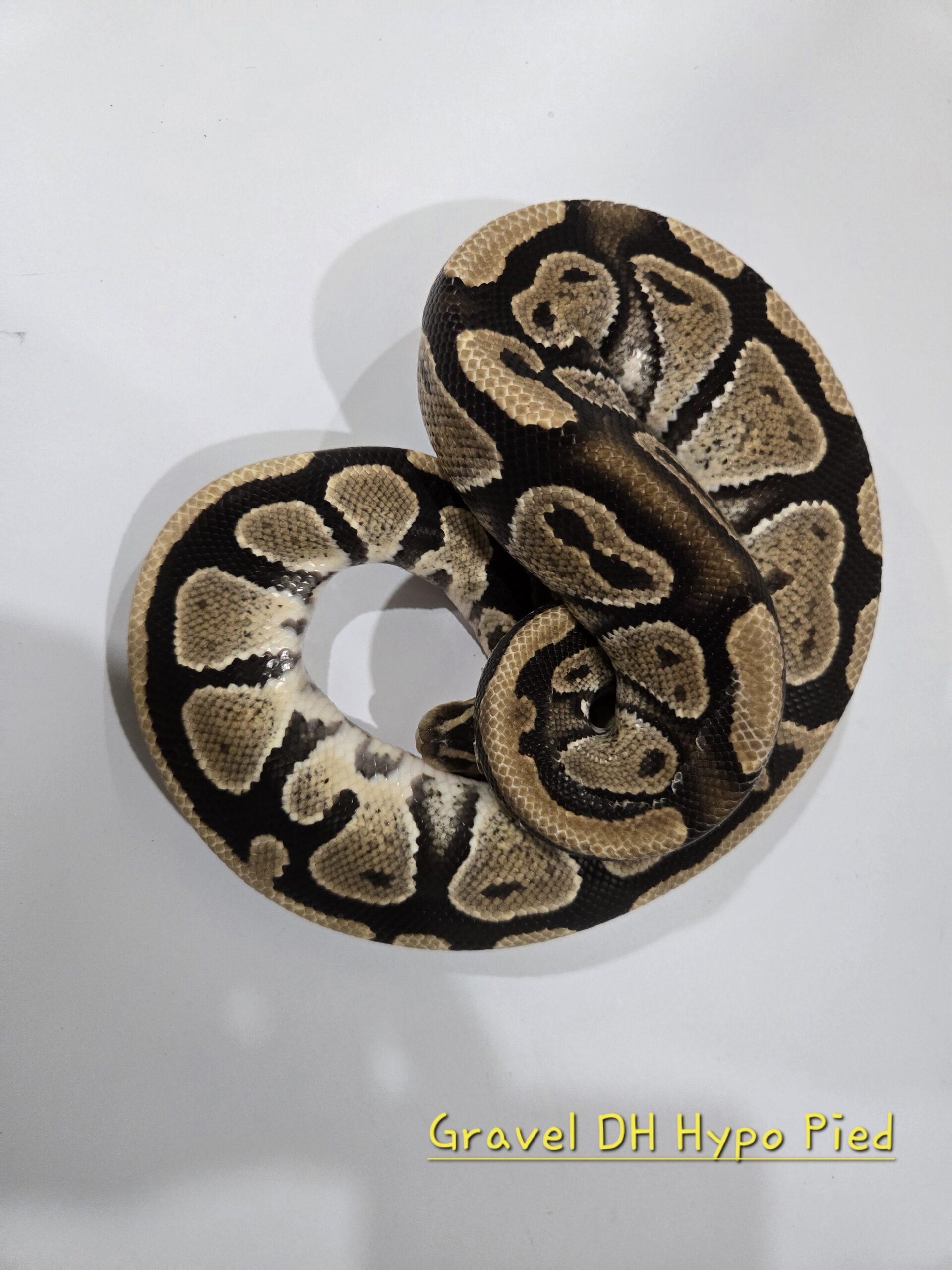 Gravel DH Hypo Pied