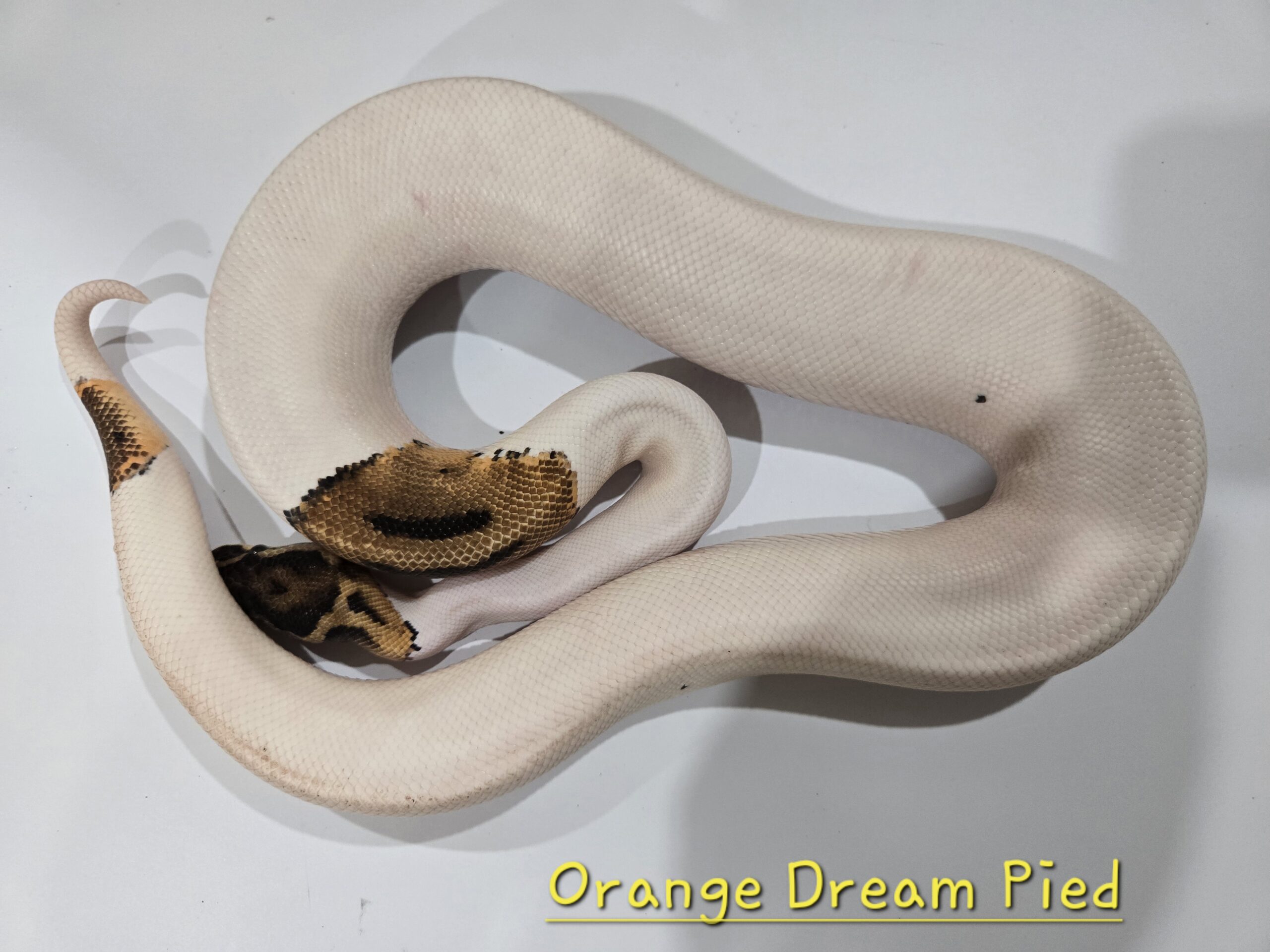 Orange Dream Pied