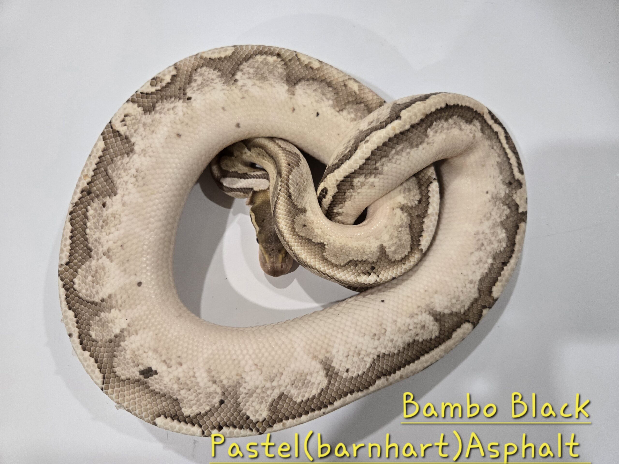 Bambo Black Pastel(Barnhart) Asphalt (Breeder)