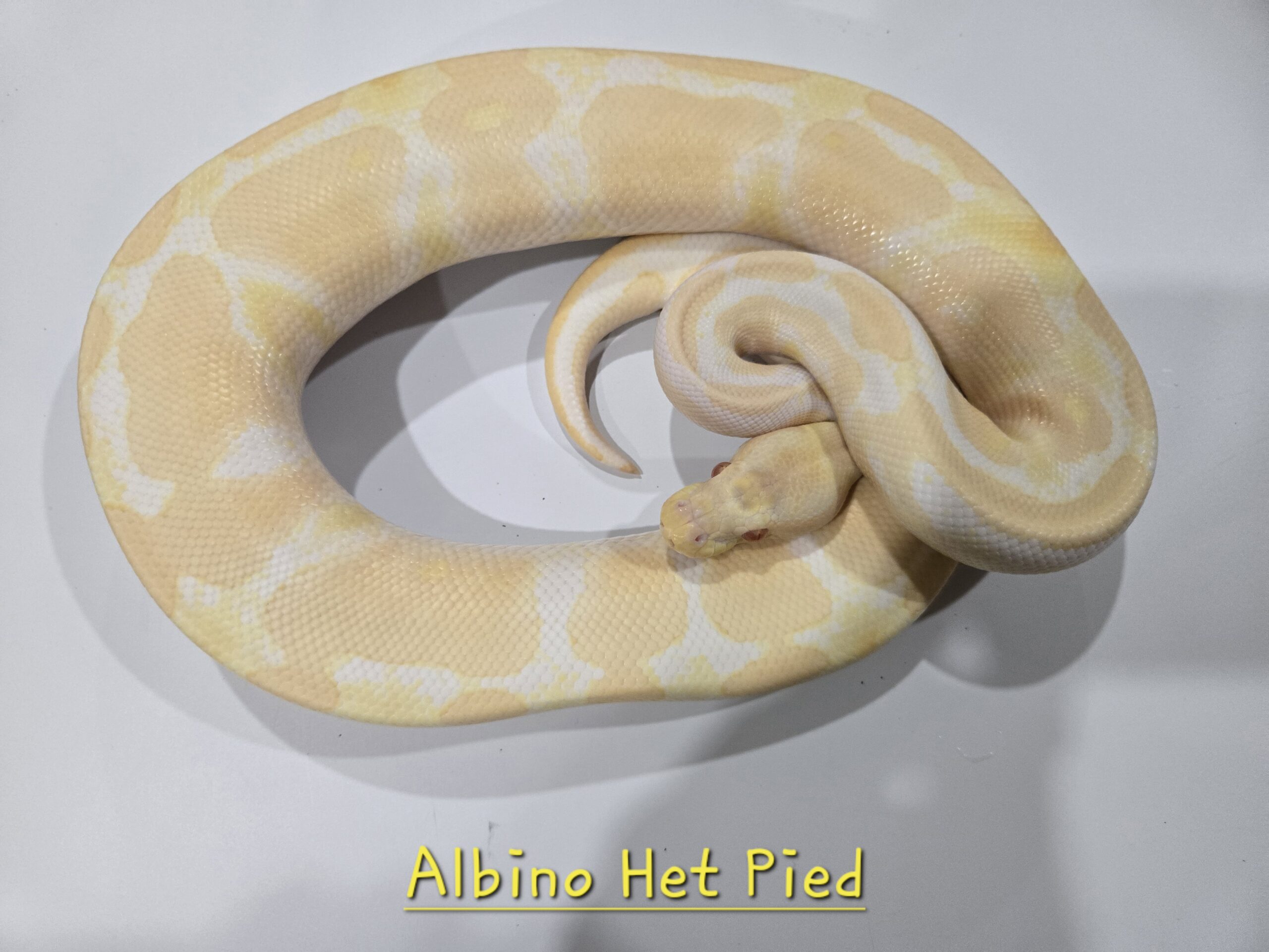 Albino Het Pied (Breeder)
