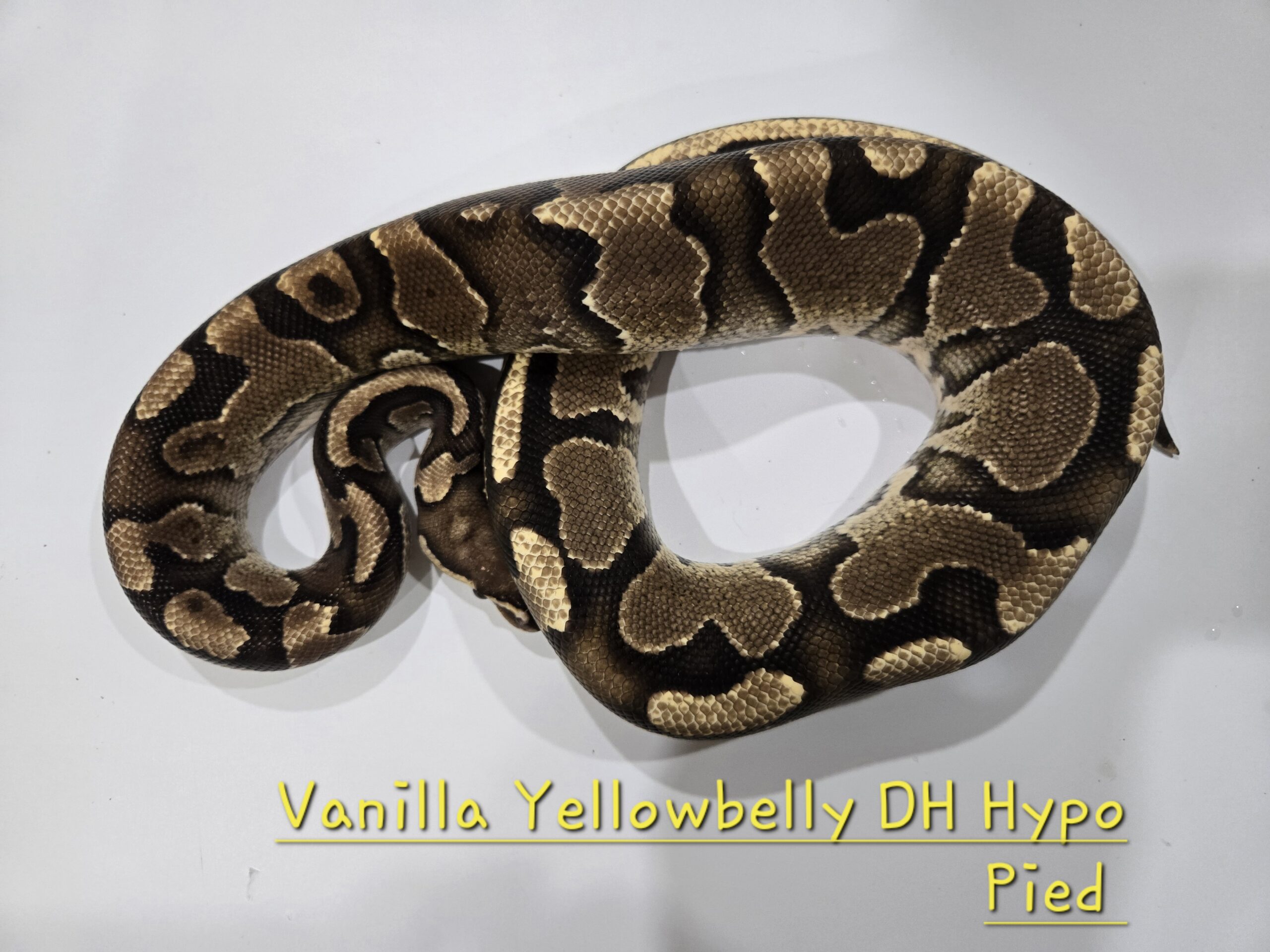 Vanilla Yellowbelly DH Hypo Pied