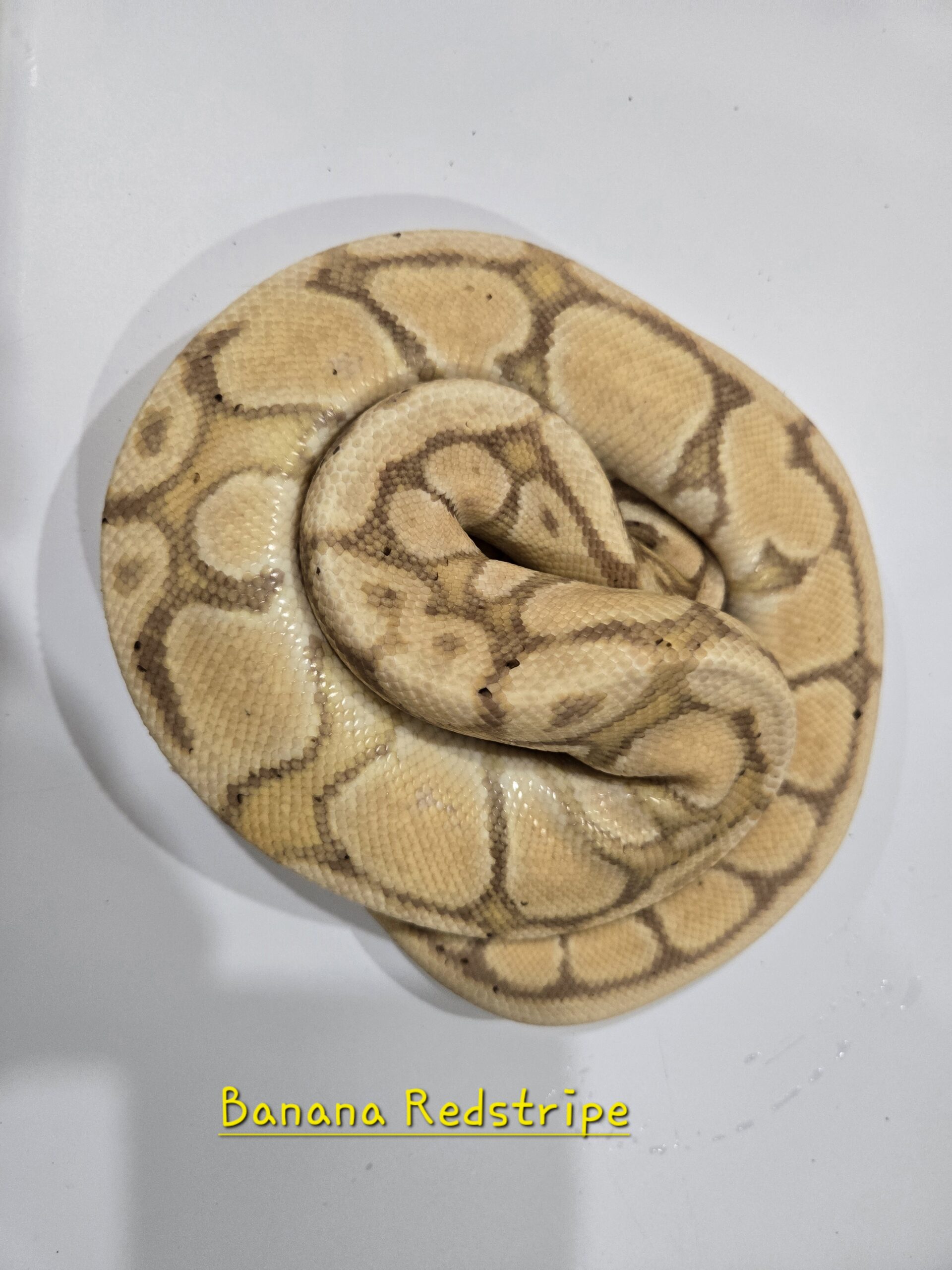 Banana Redstripe