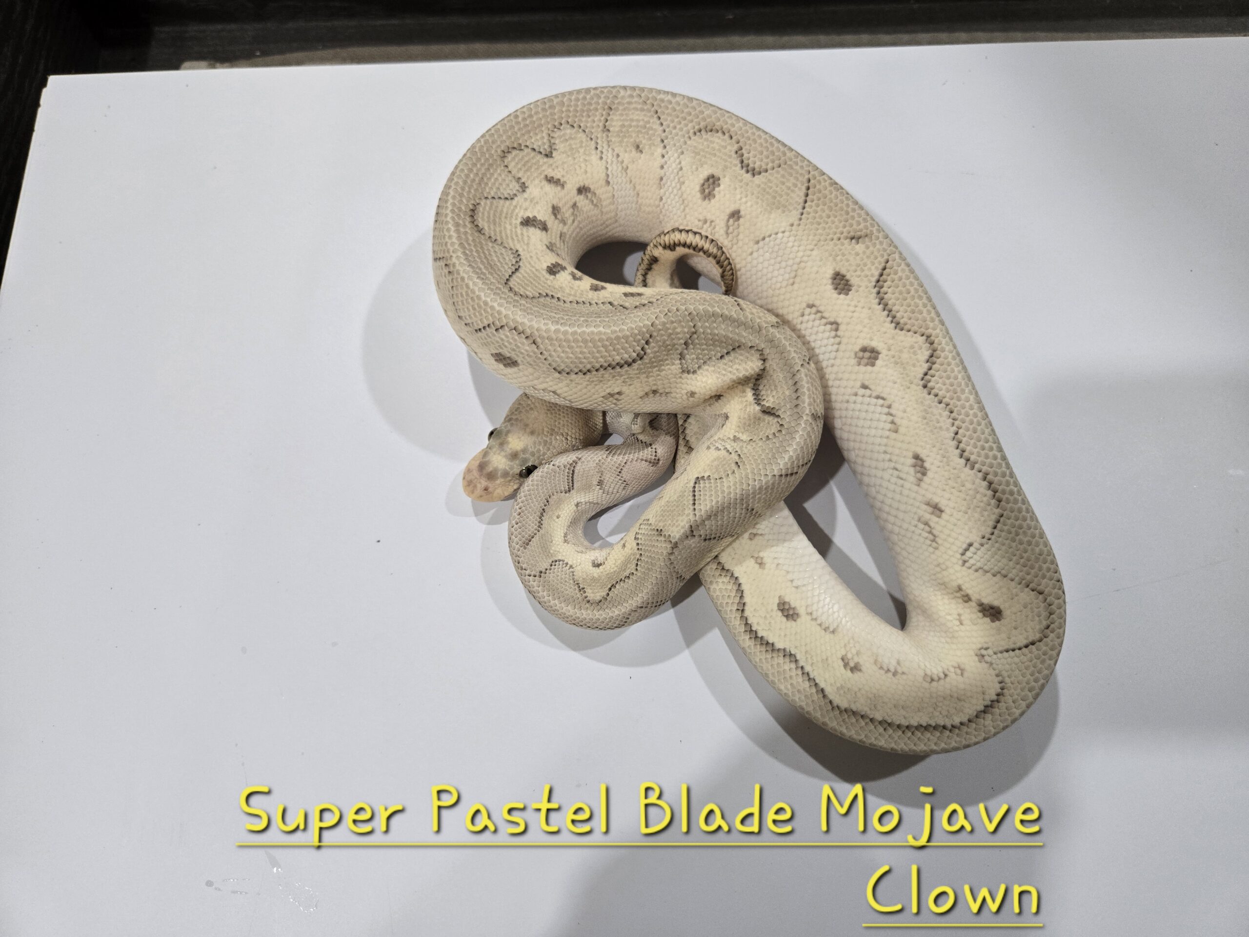 Super Pastel Blade Mojave Clown 50% Het Hypo