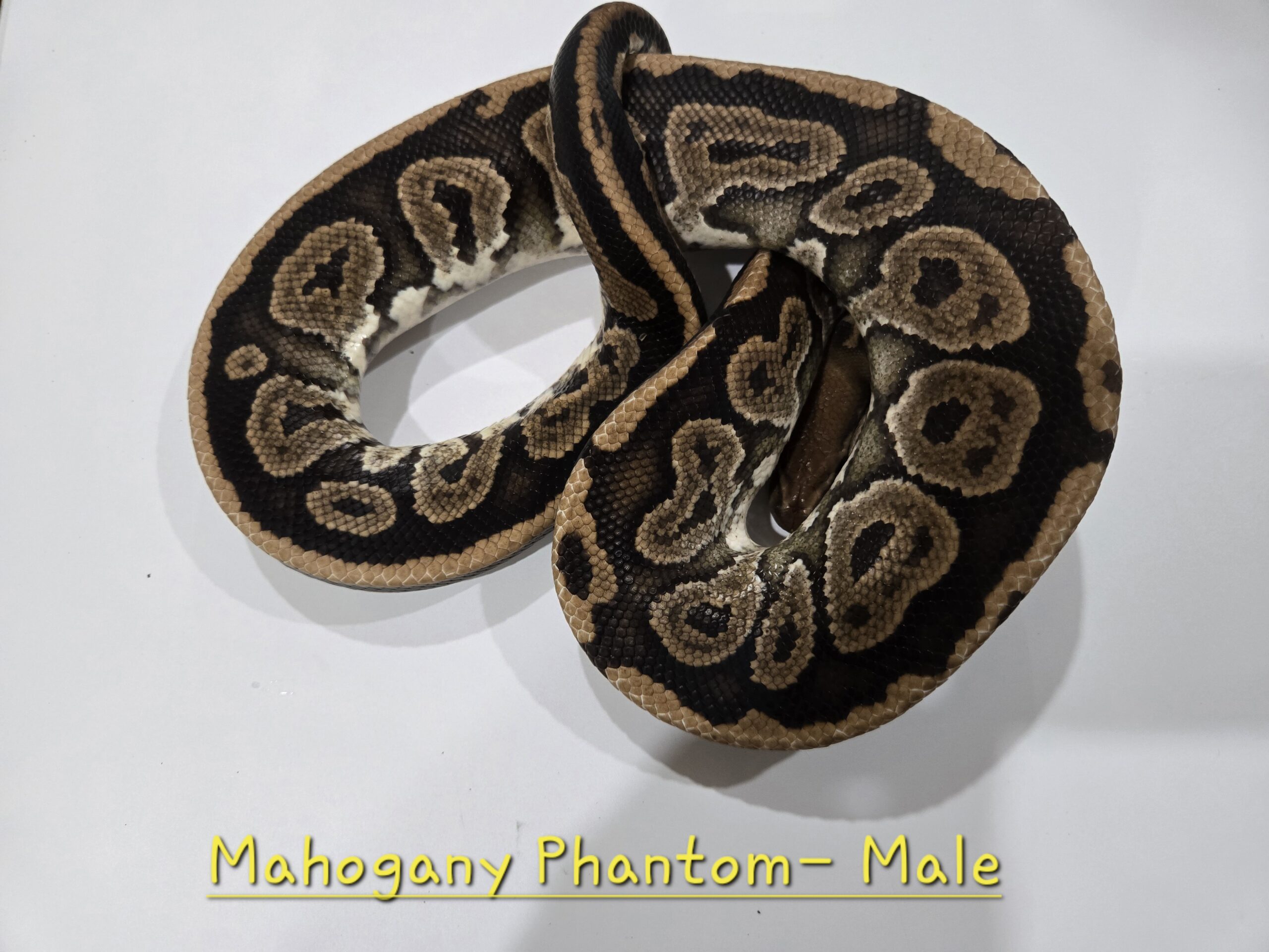 Mahogany Phantom