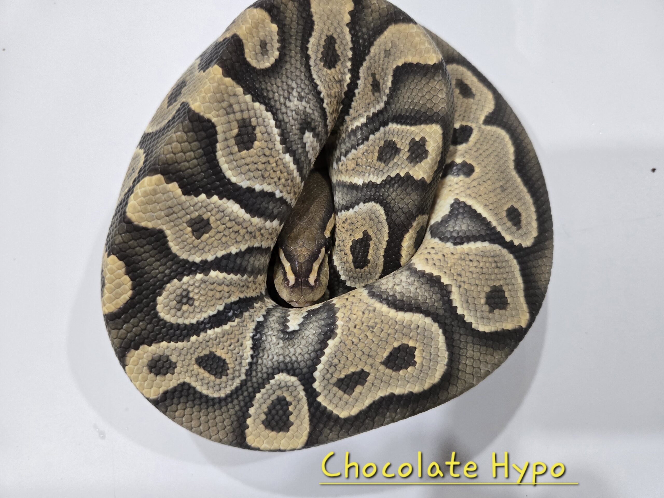 Chocolate Hypo
