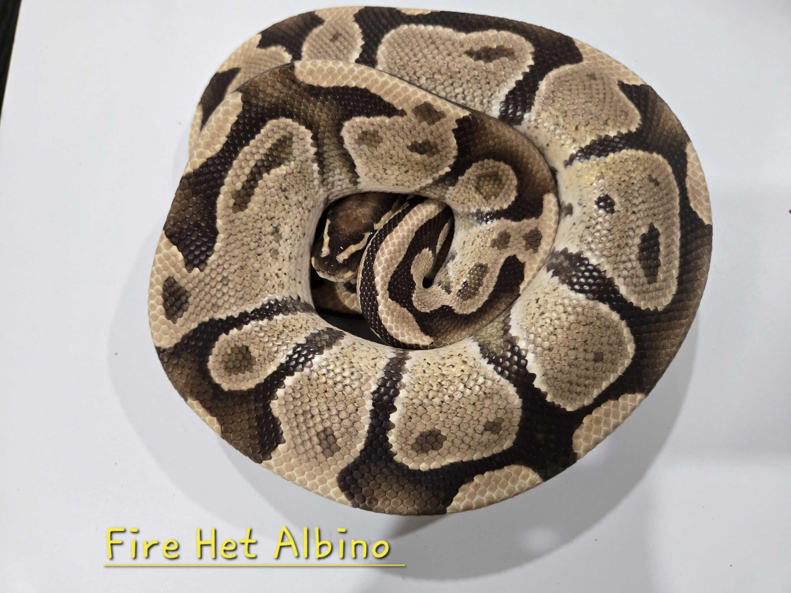 Fire Het Albino