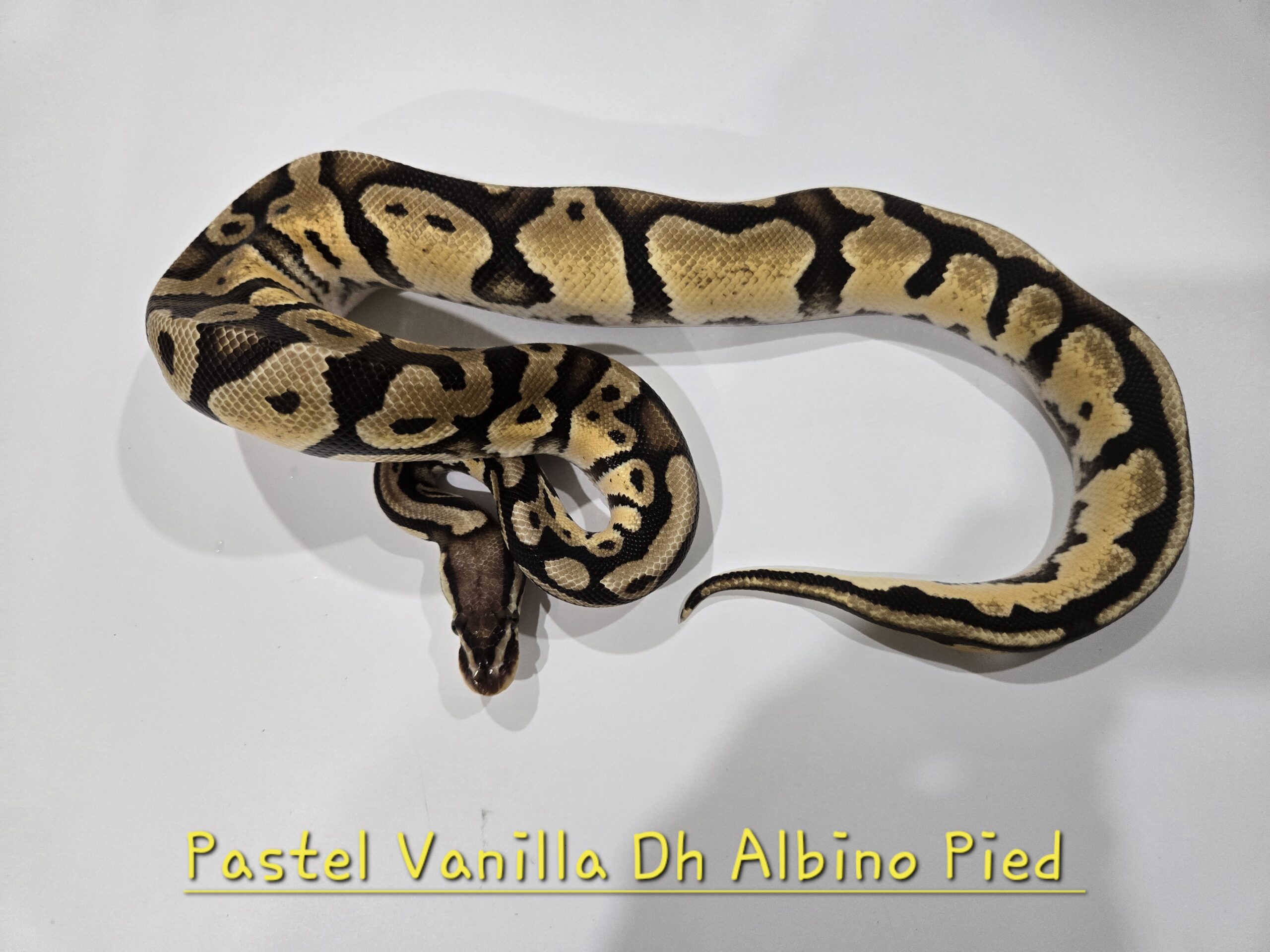 Pastel Vanilla DH Albino Pied